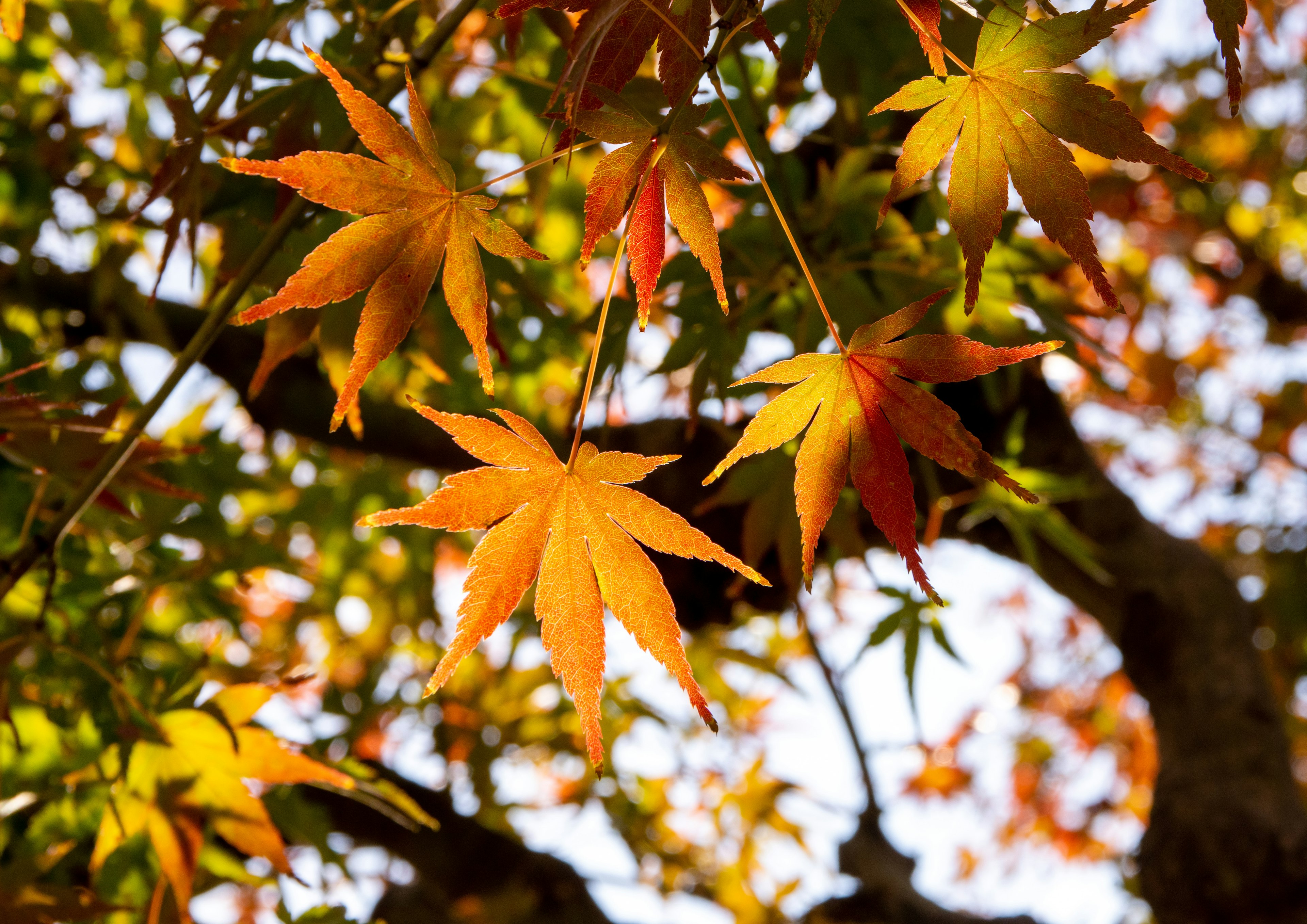 Feuilles d'érable brillantes dans des couleurs d'automne