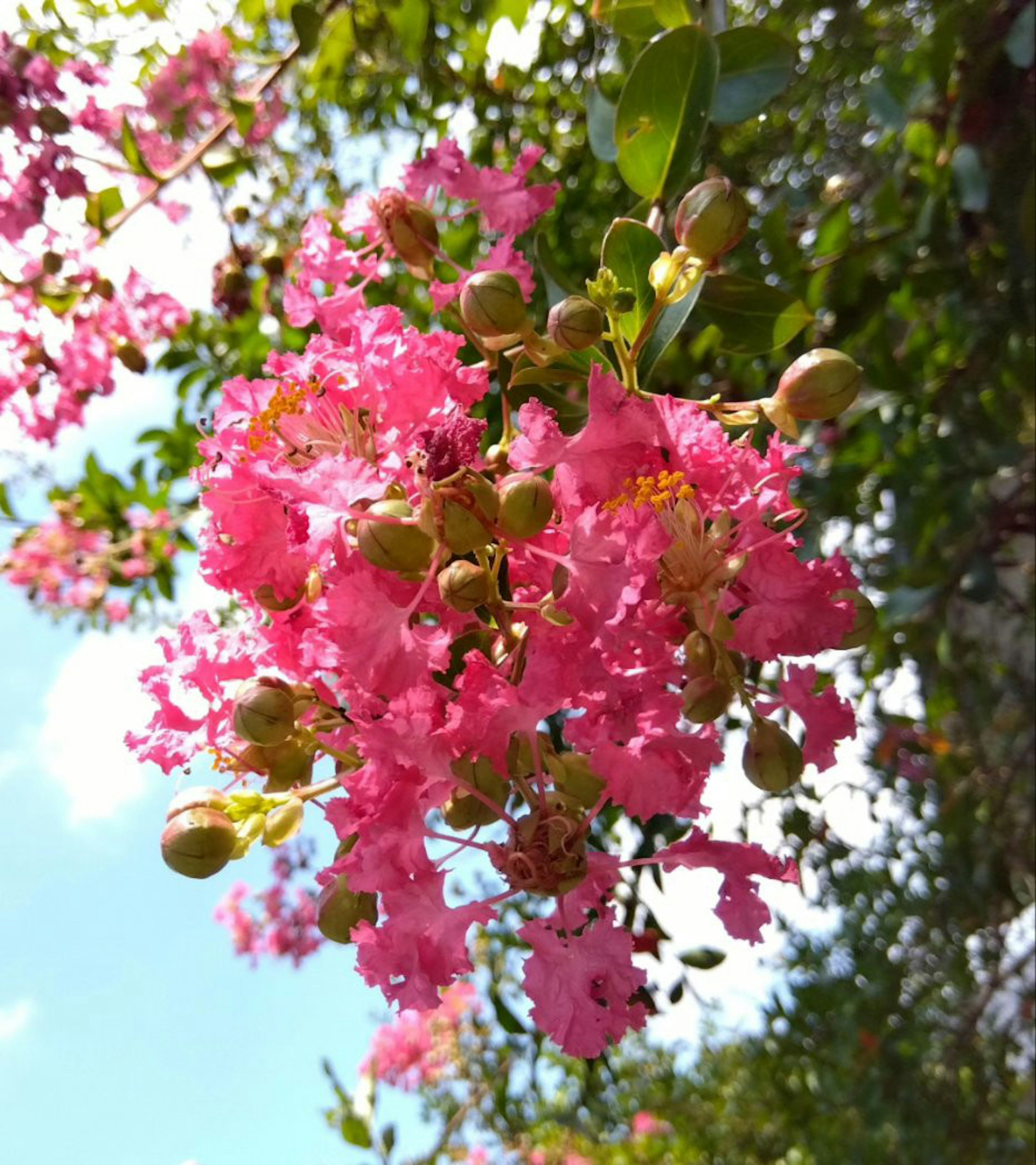 A branch with vibrant pink flowers and green leaves