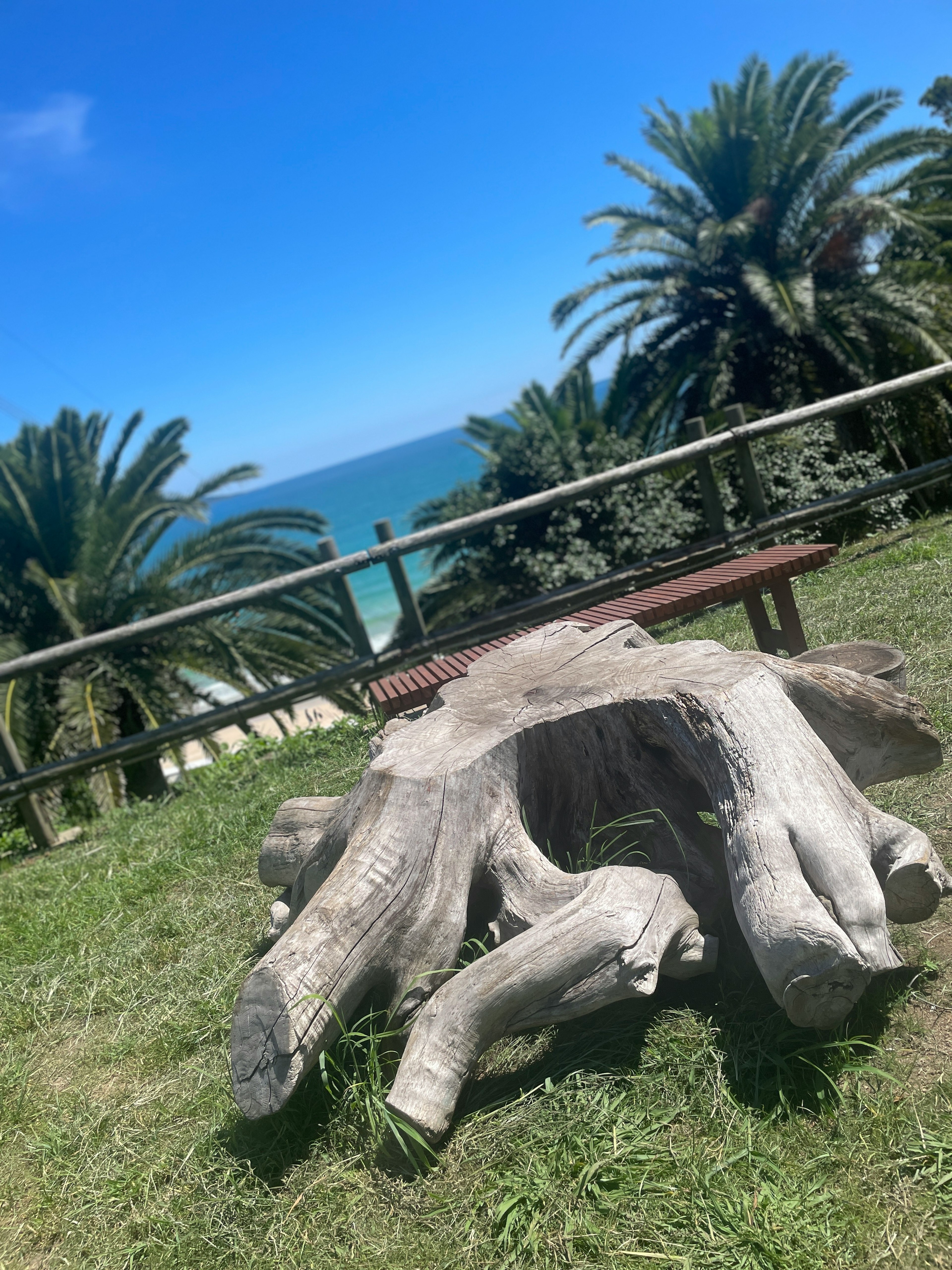 Large tree root in a grassy area near the ocean with palm trees