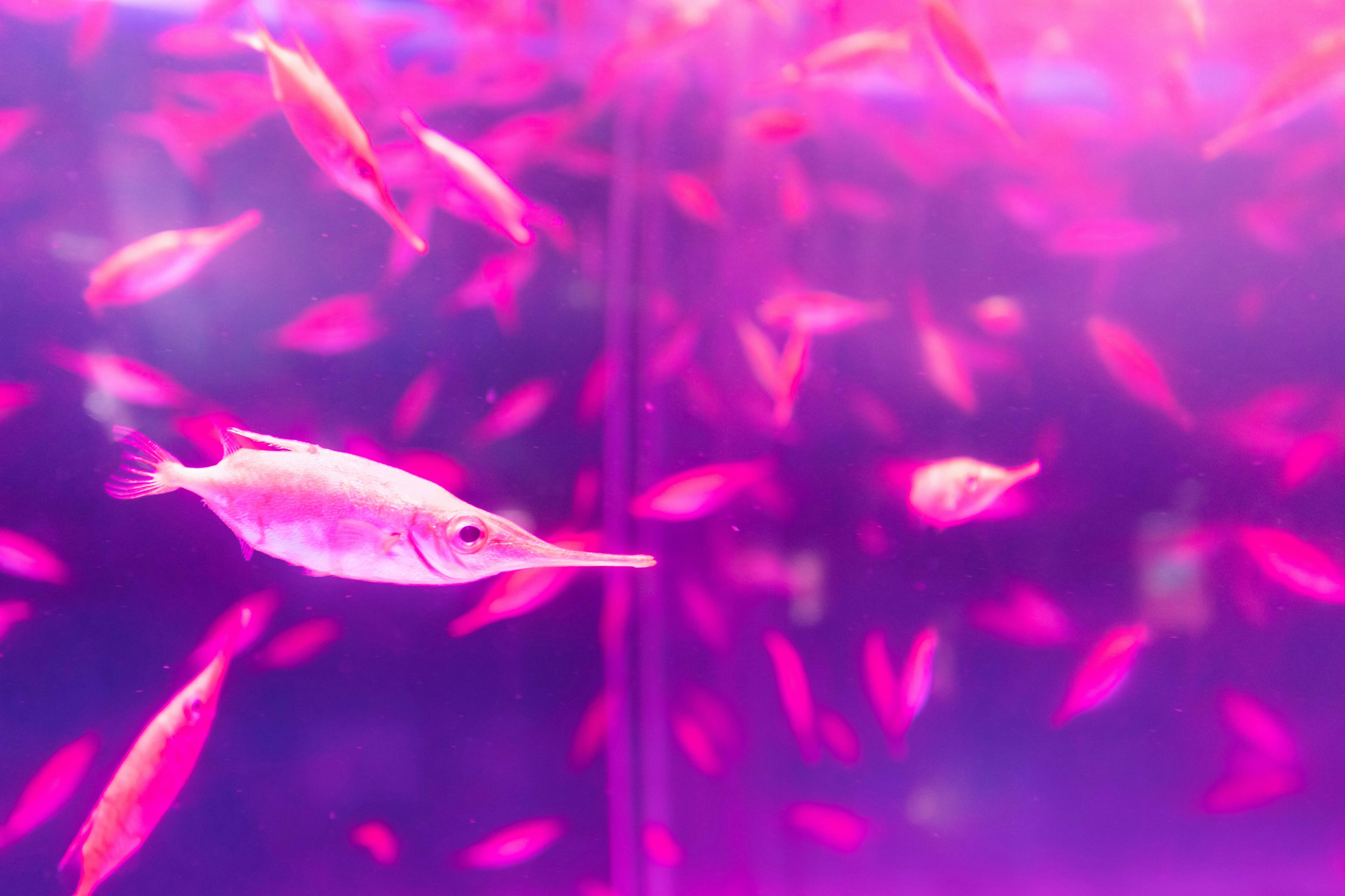 School of pink fish swimming in an aquarium with a white fish in the foreground