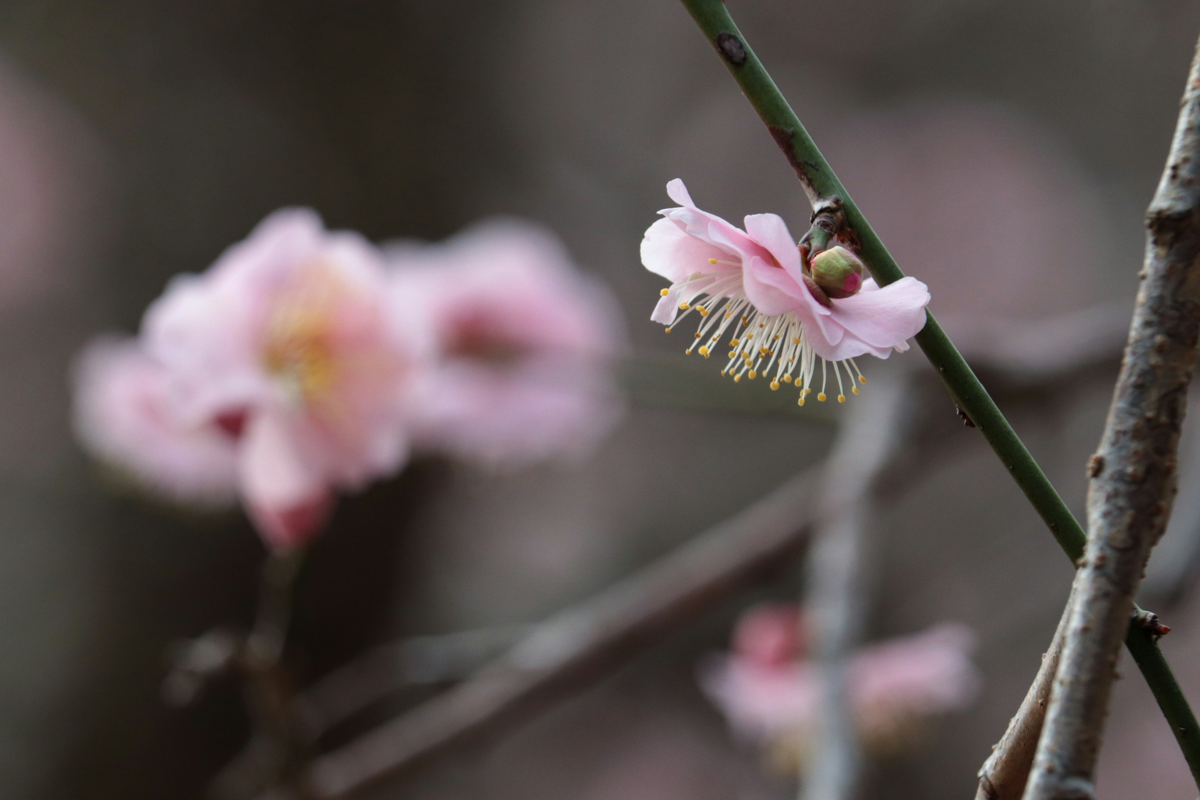 桜の花のクローズアップ　淡いピンク色の花びらと細い枝　背景にぼやけた他の花