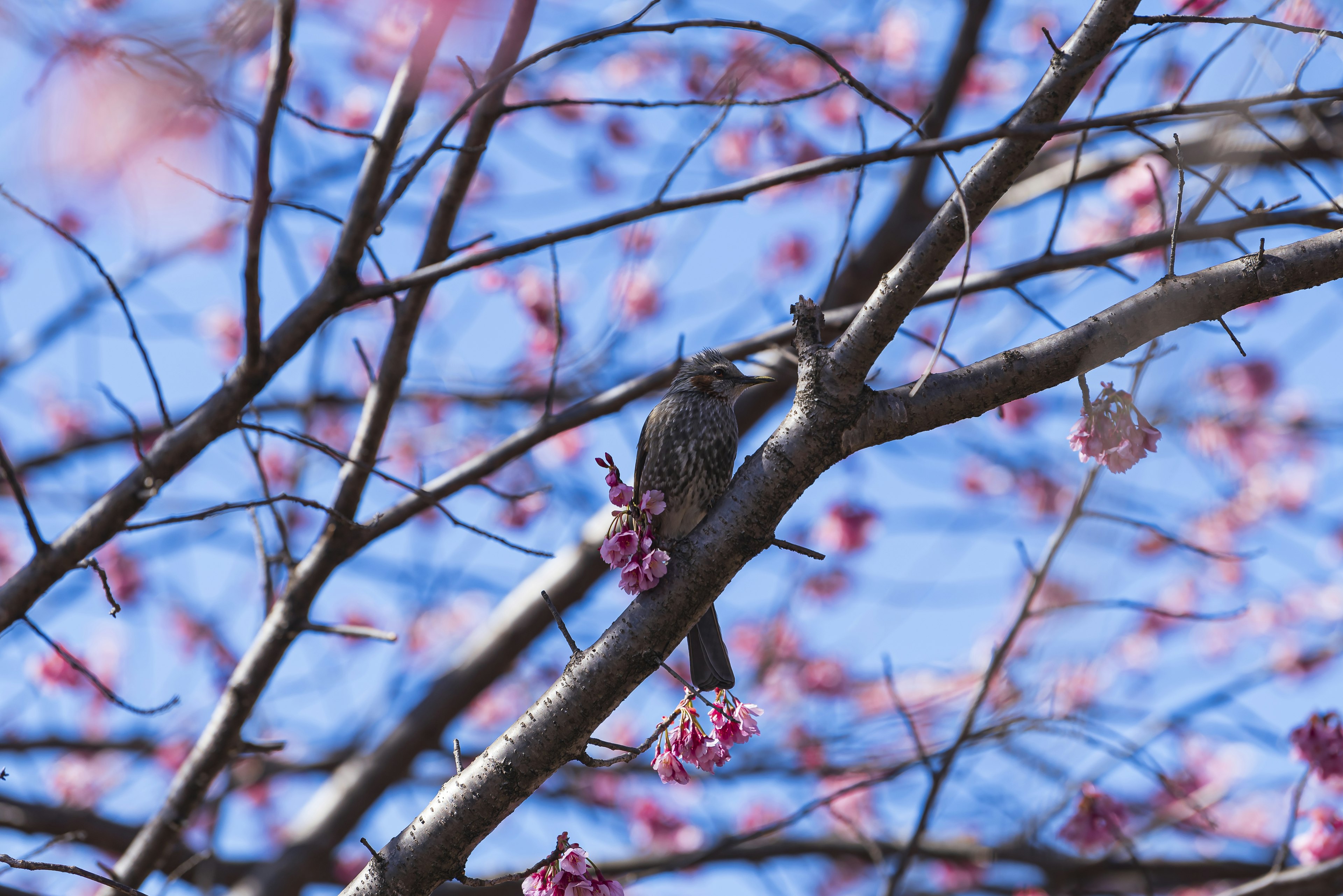 Vogel auf einem Kirschbaumzweig vor blauem Himmel