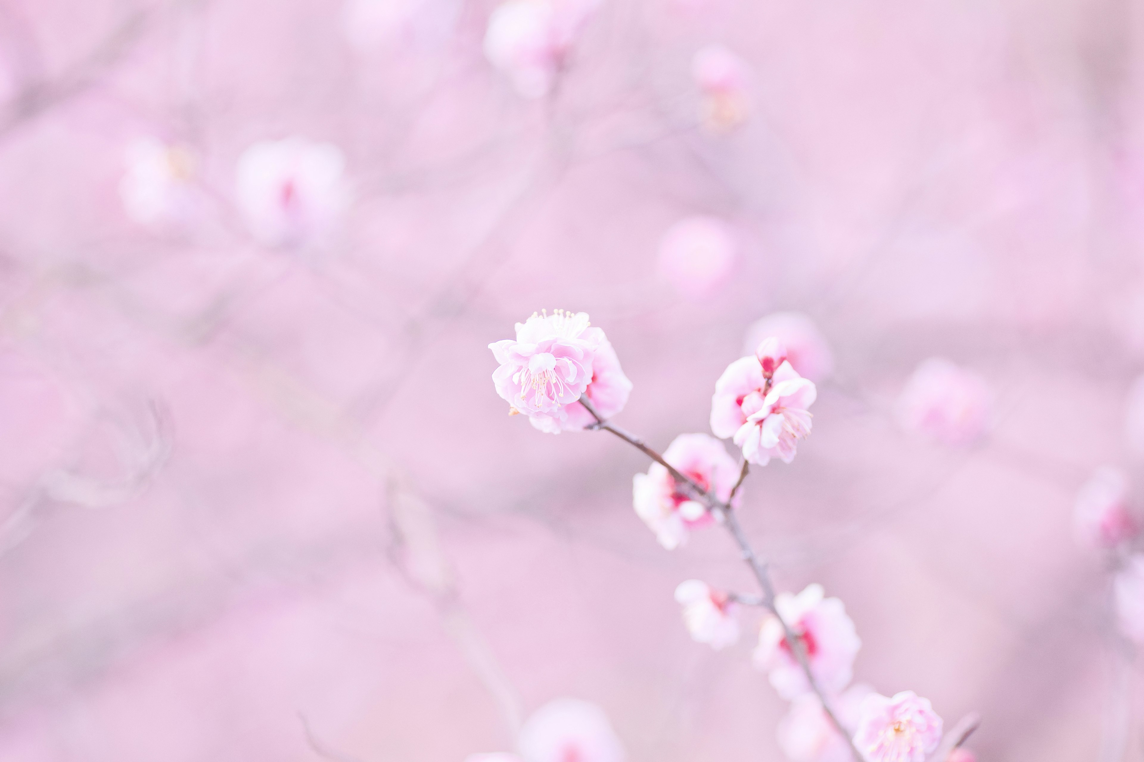 Gros plan de fleurs de cerisier sur un fond rose doux