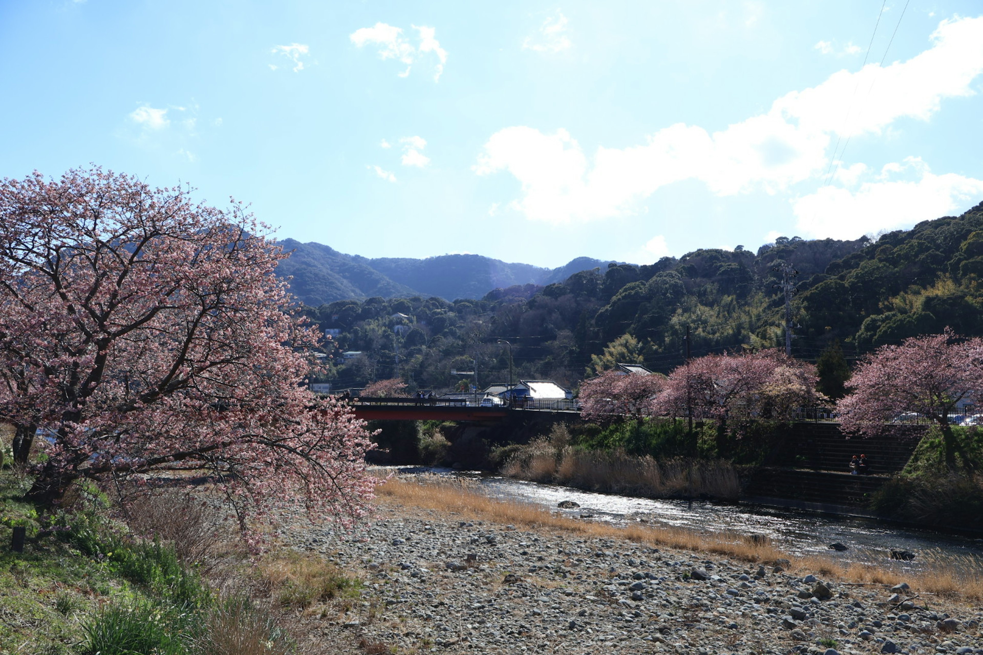 河边的樱花树和背景中的山