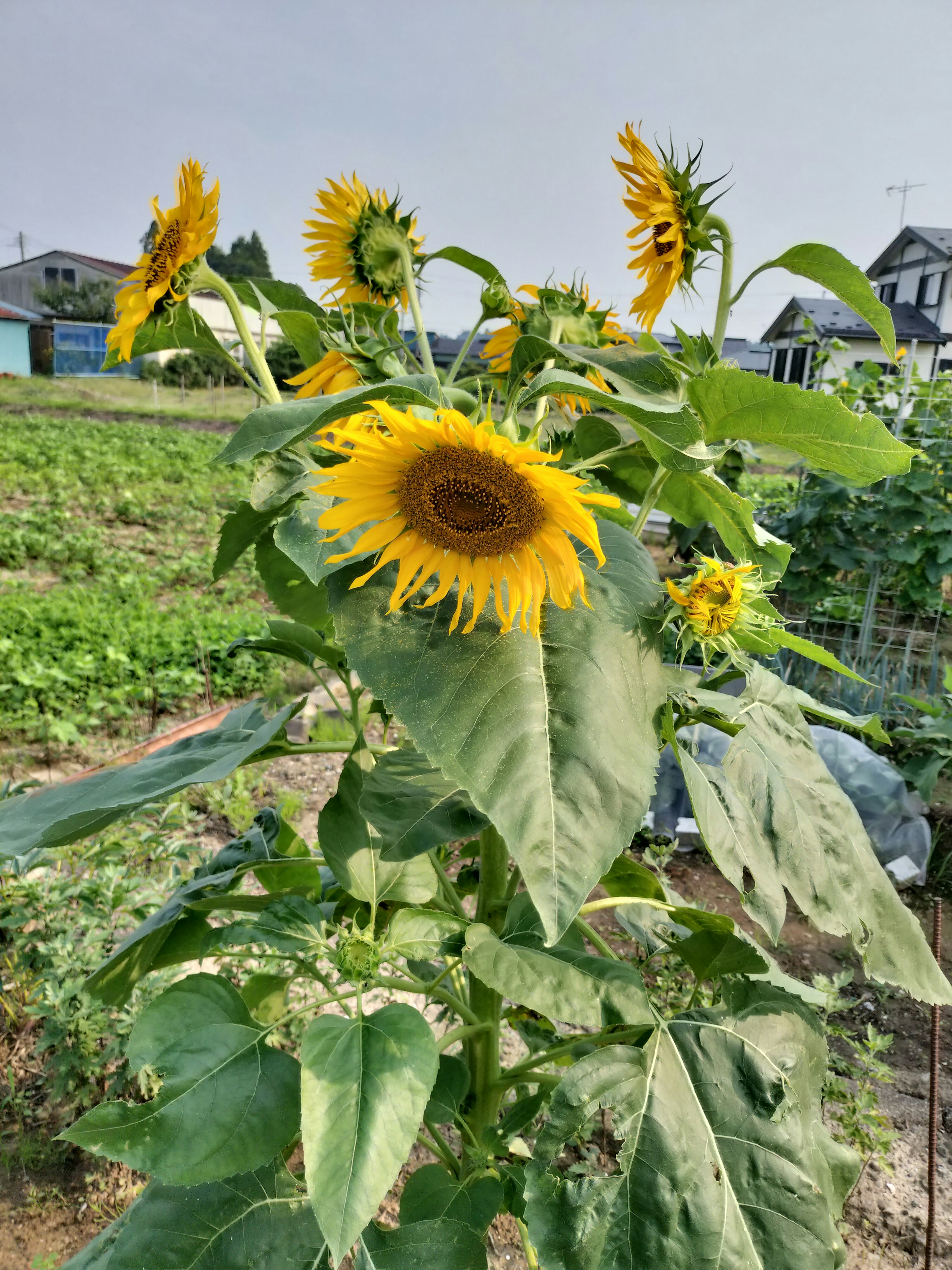 向日葵の鮮やかな黄色の花が咲いている緑豊かな背景に立っている