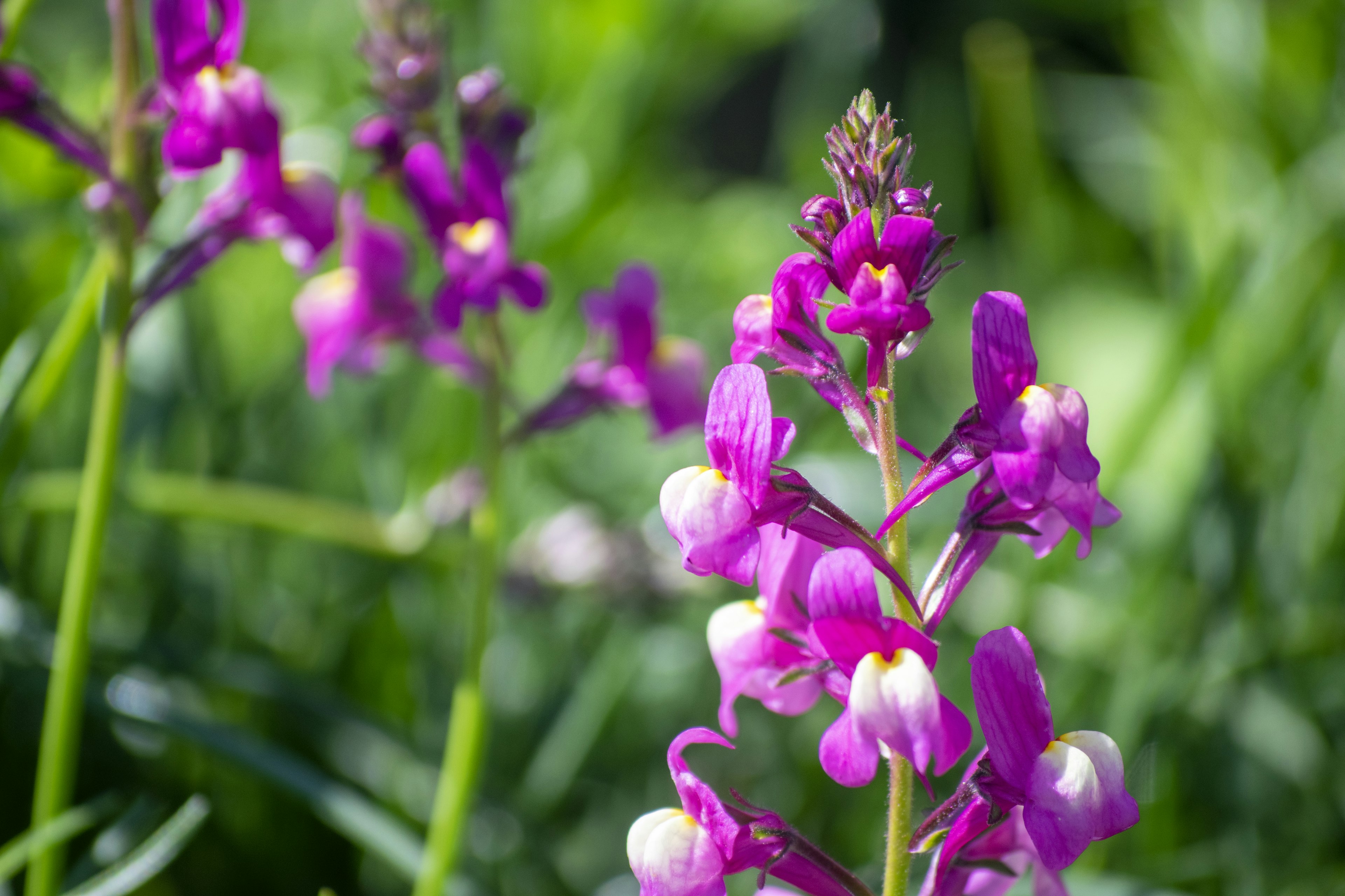 Fleurs violettes vibrantes fleurissant parmi l'herbe verte