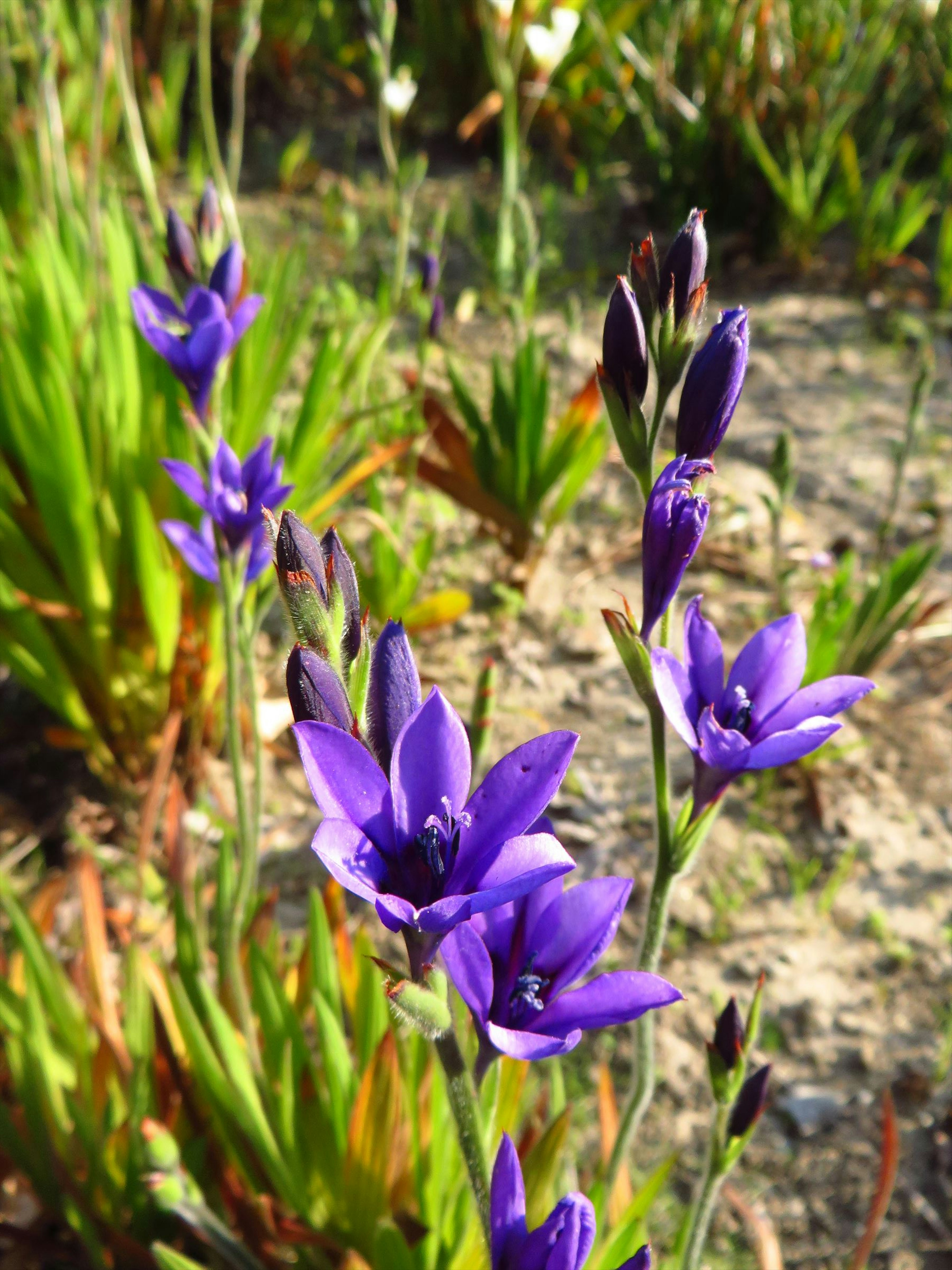 Foto de flores moradas floreciendo entre el follaje verde