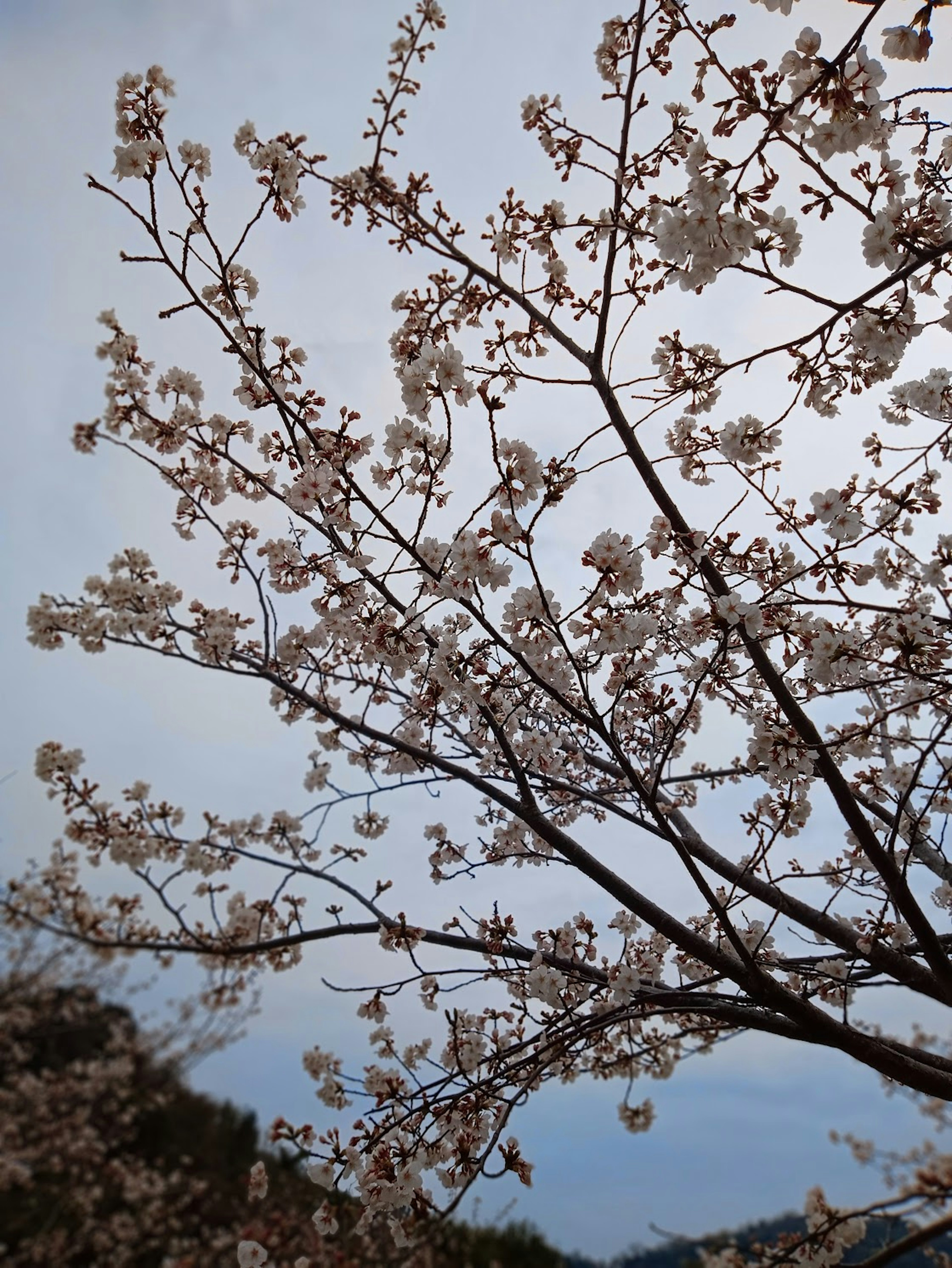 Cabang pohon sakura dengan bunga putih di latar belakang langit biru