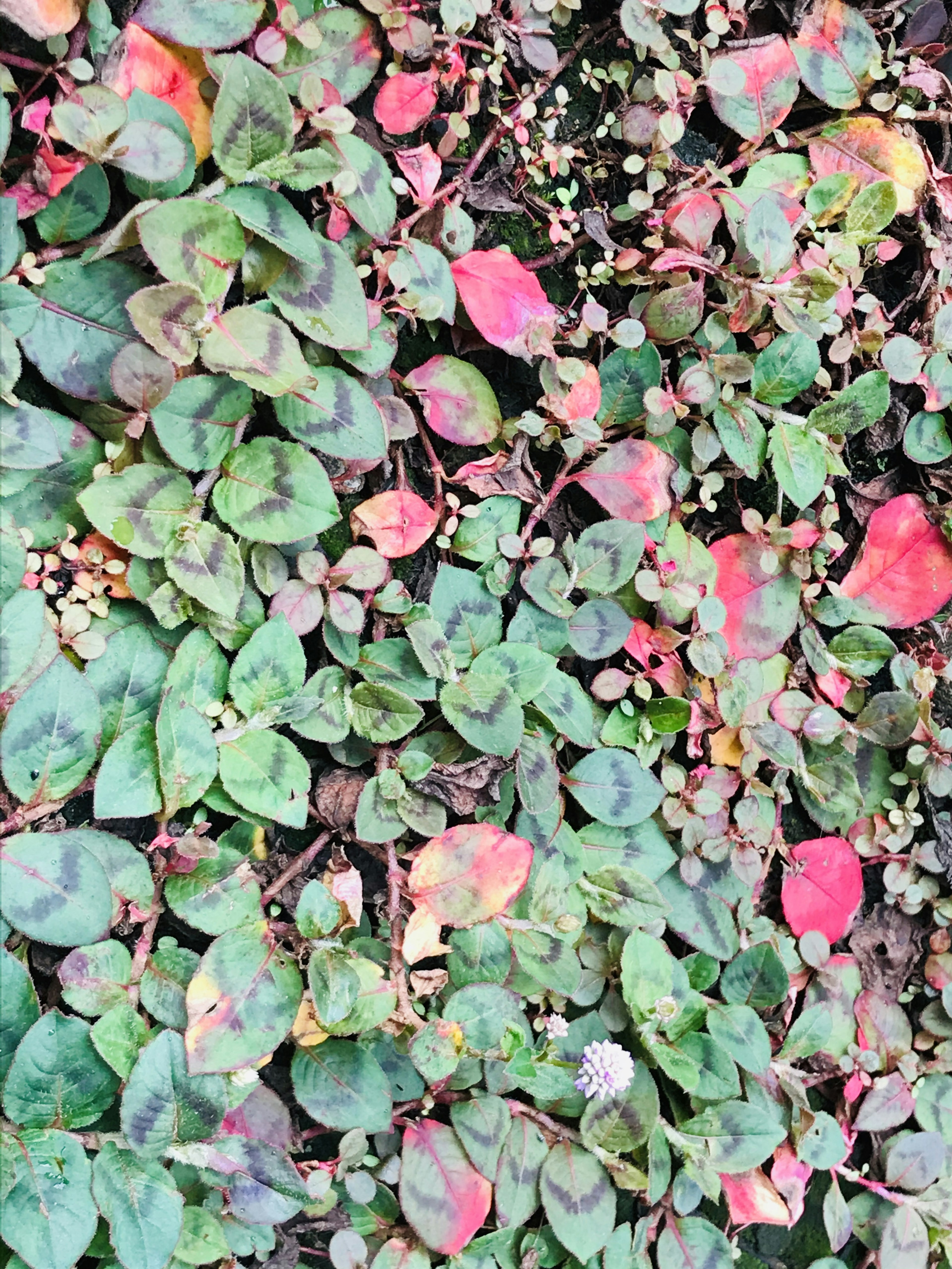 A ground cover of mixed green and red leaves