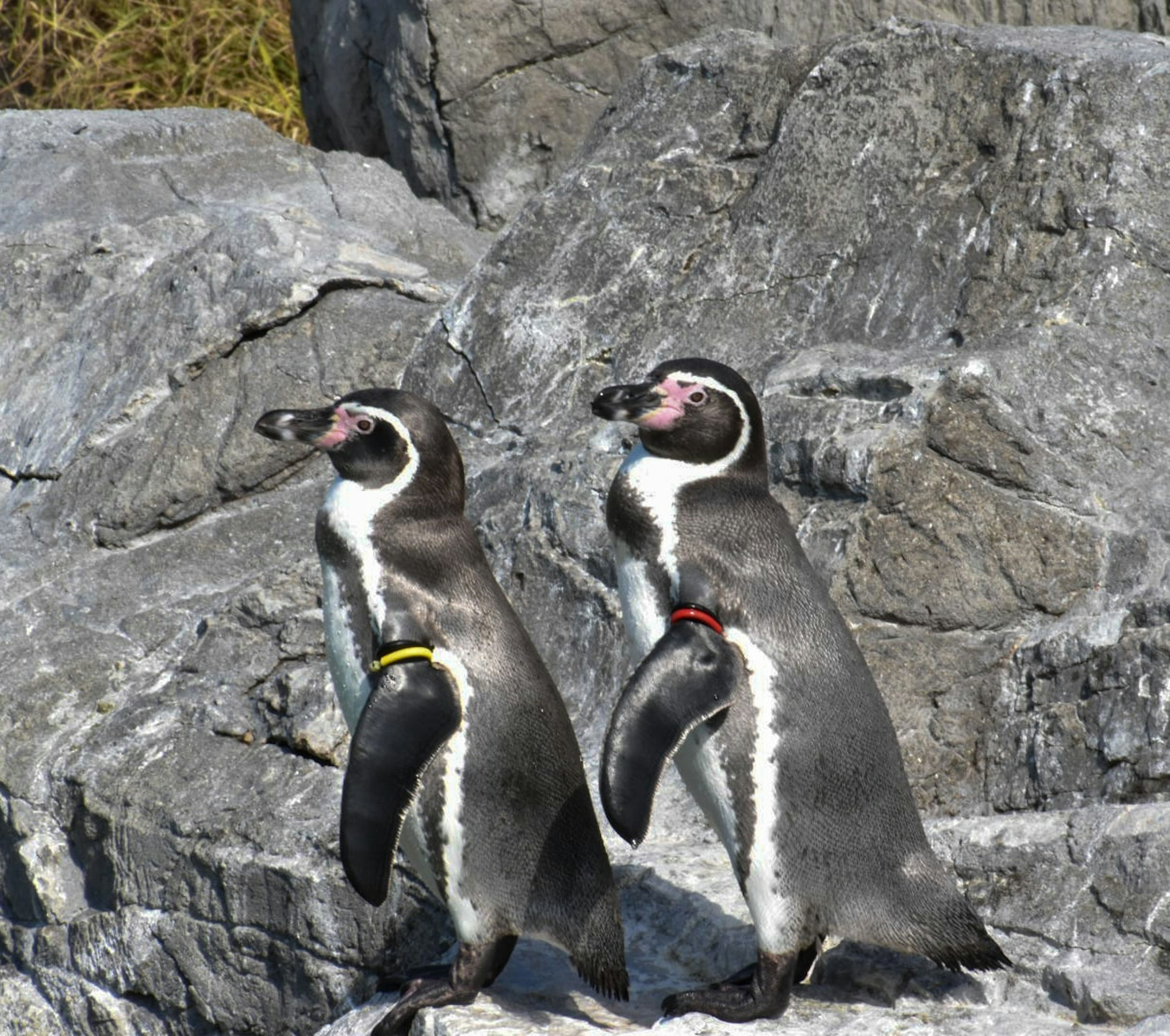 Two Humboldt penguins standing on rocks