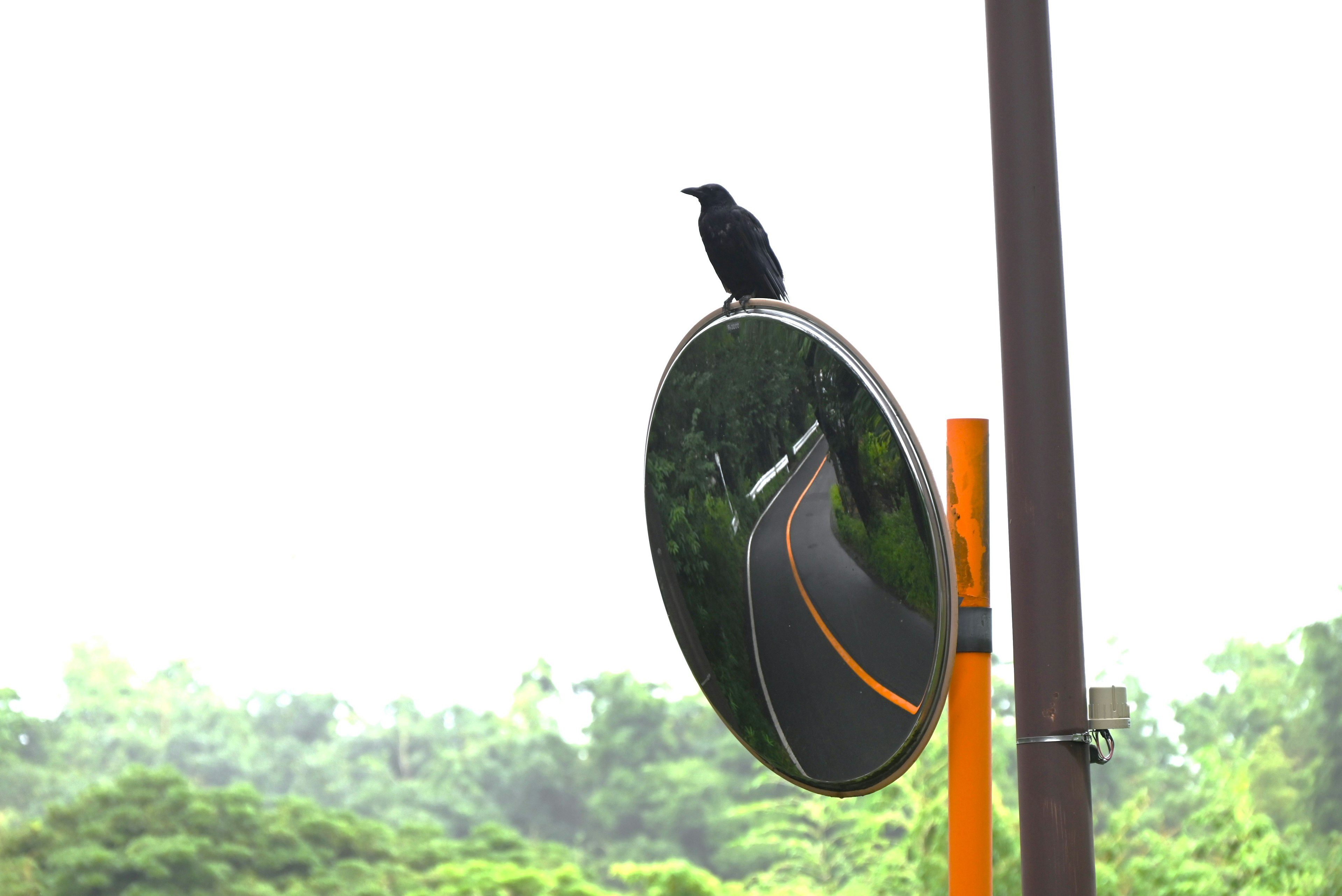 Seekor burung hitam bertengger di cermin jalan yang memantulkan jalan berkelok