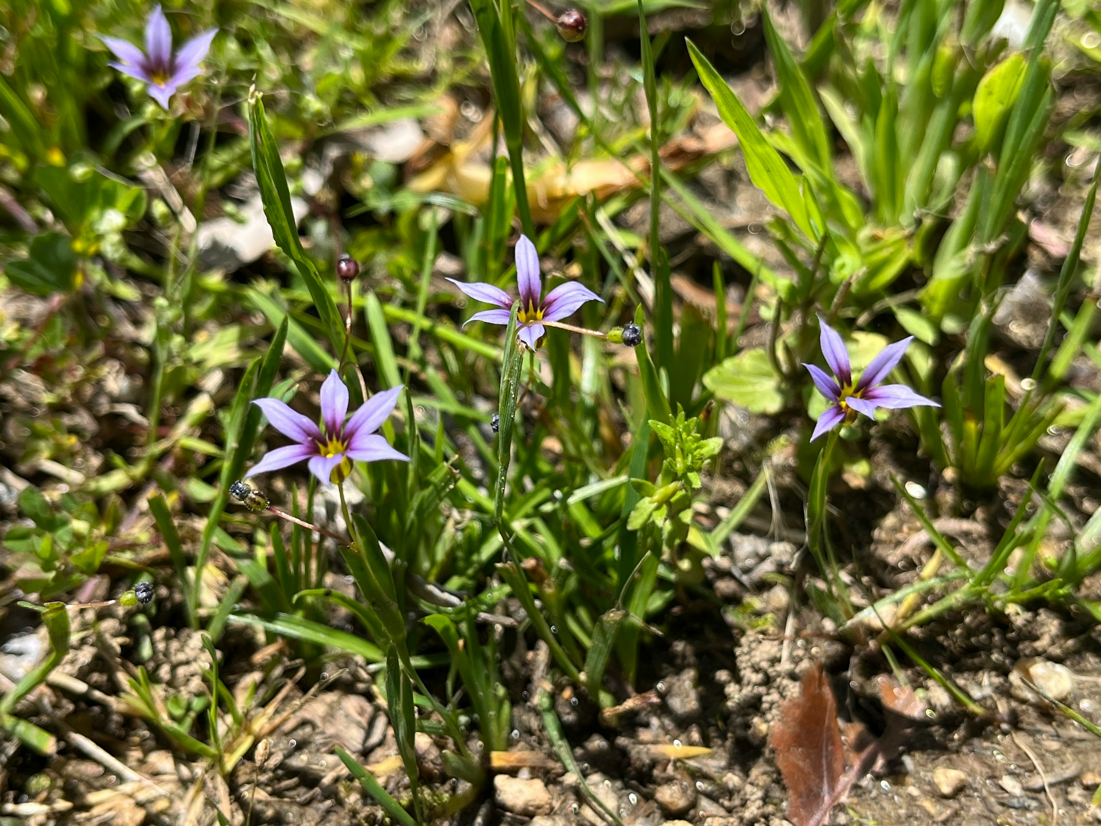 地面に咲く紫色の小さな花が群生している様子