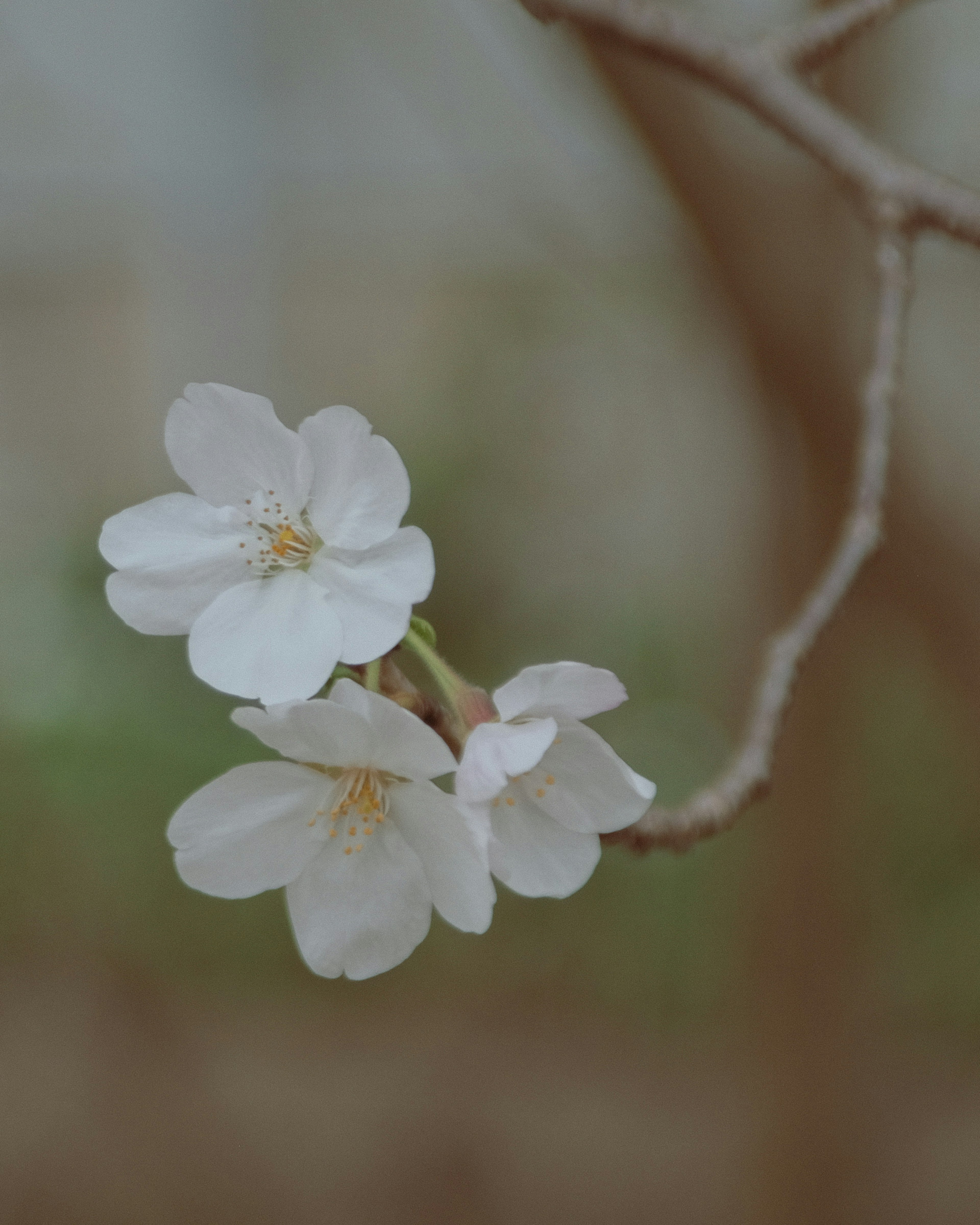 Bunga sakura putih yang mekar di cabang