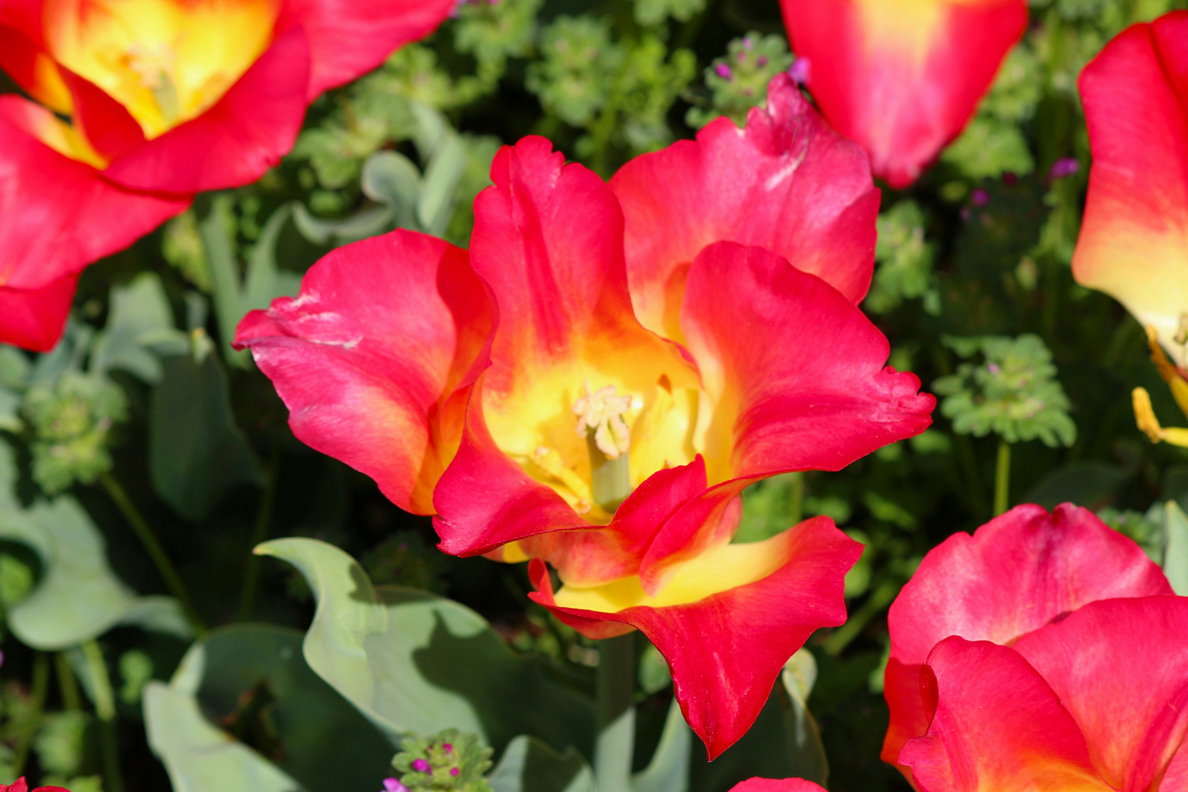 Tulipanes rojos y amarillos vibrantes floreciendo en un parterre de flores