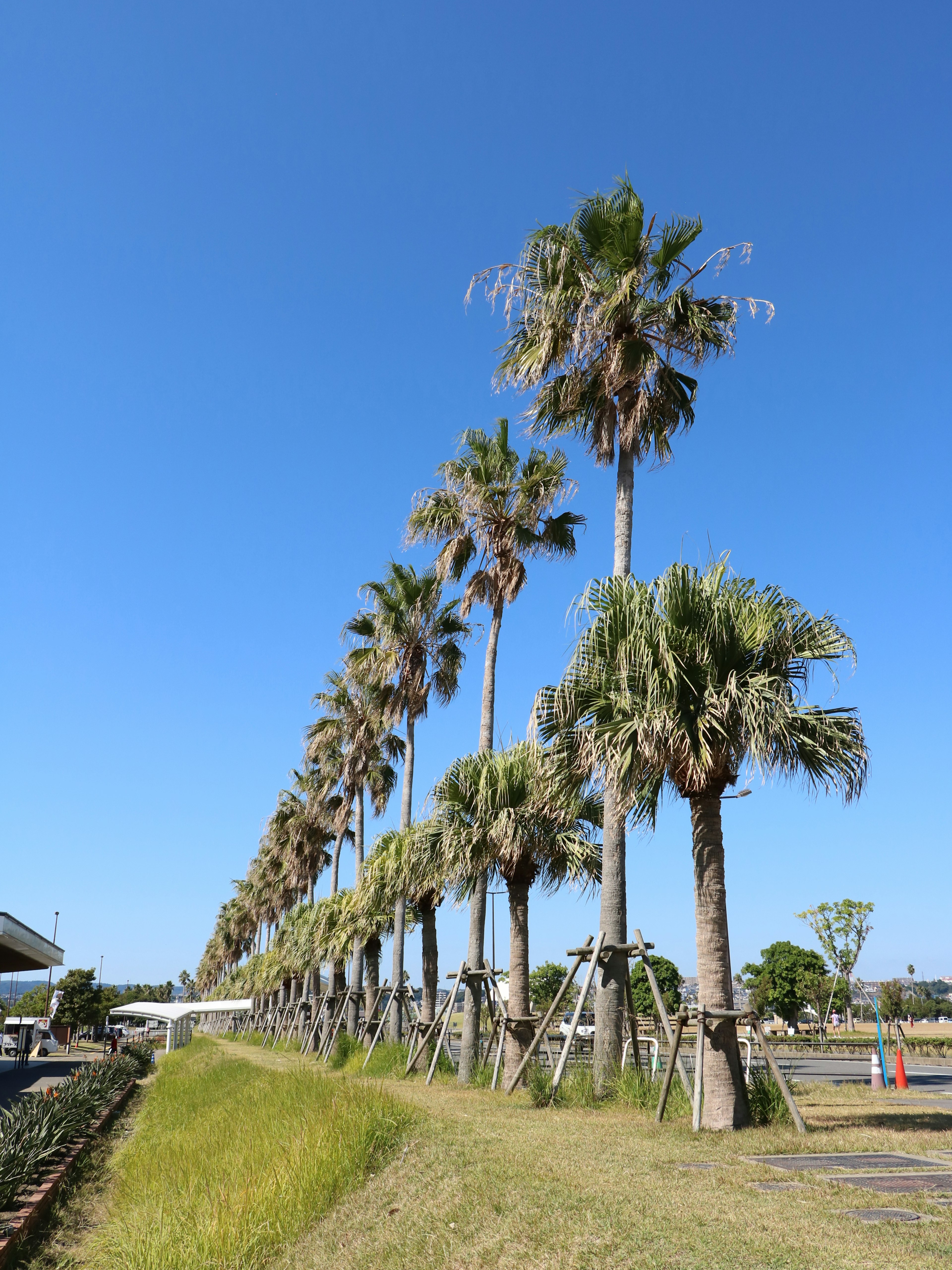 青空の下に並ぶ高いヤシの木の列