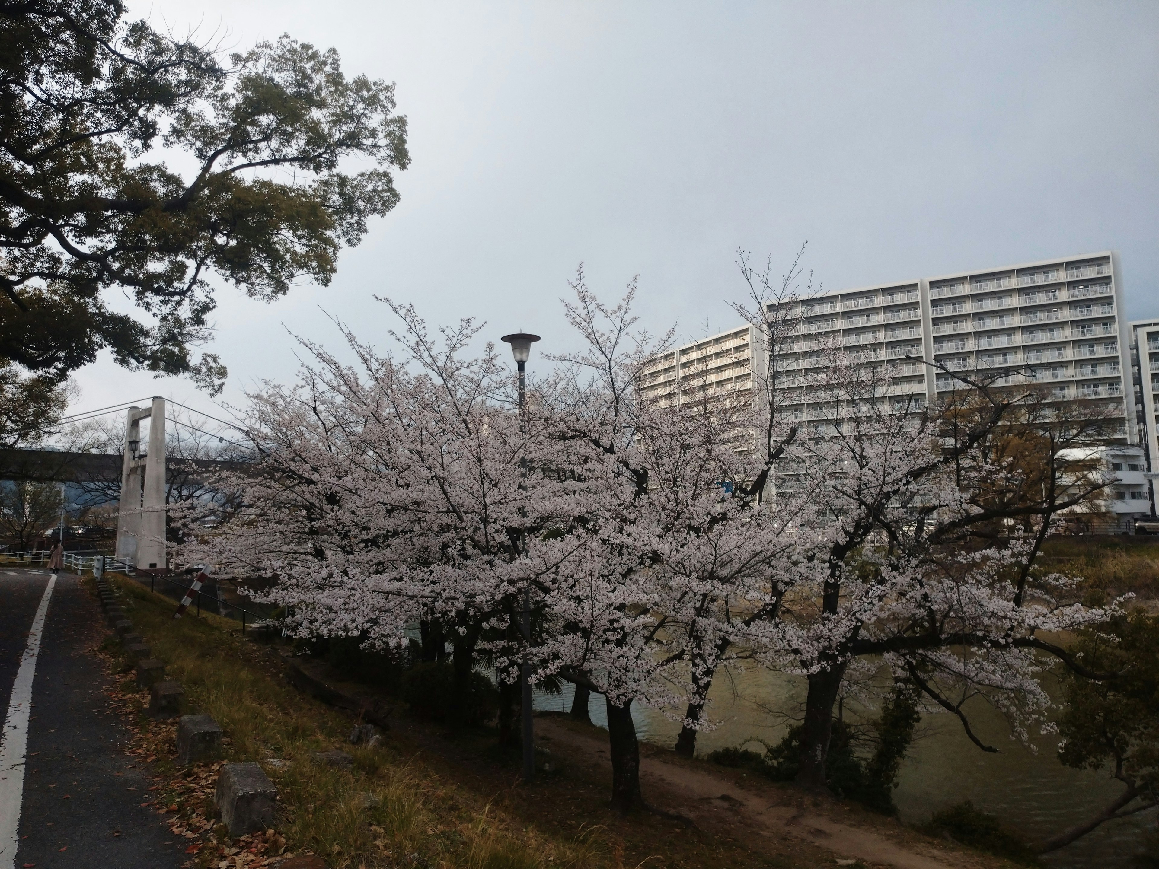 桜の木が咲いている川沿いの風景と近くの高層ビル
