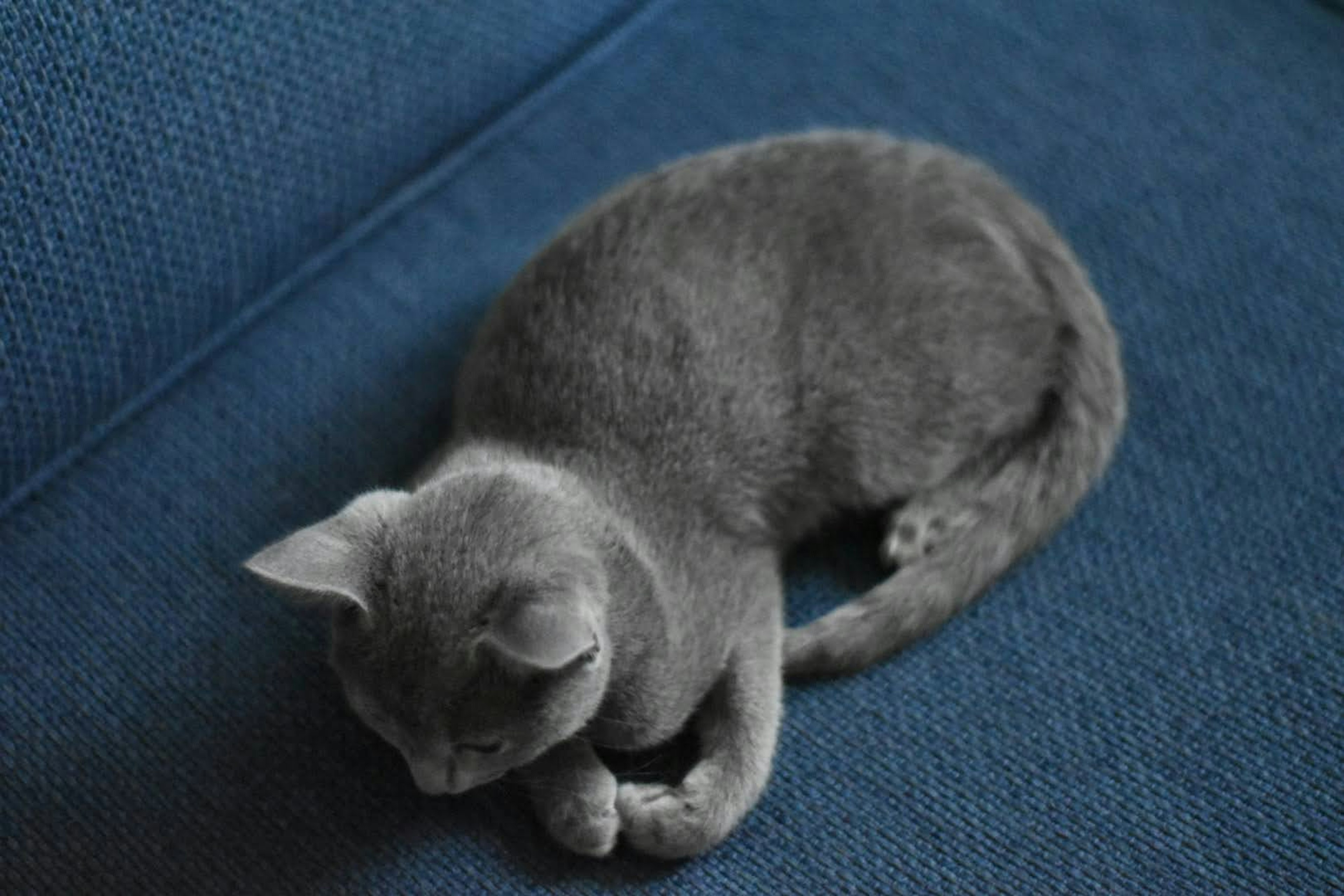 Chat gris enroulé dormant sur un canapé bleu