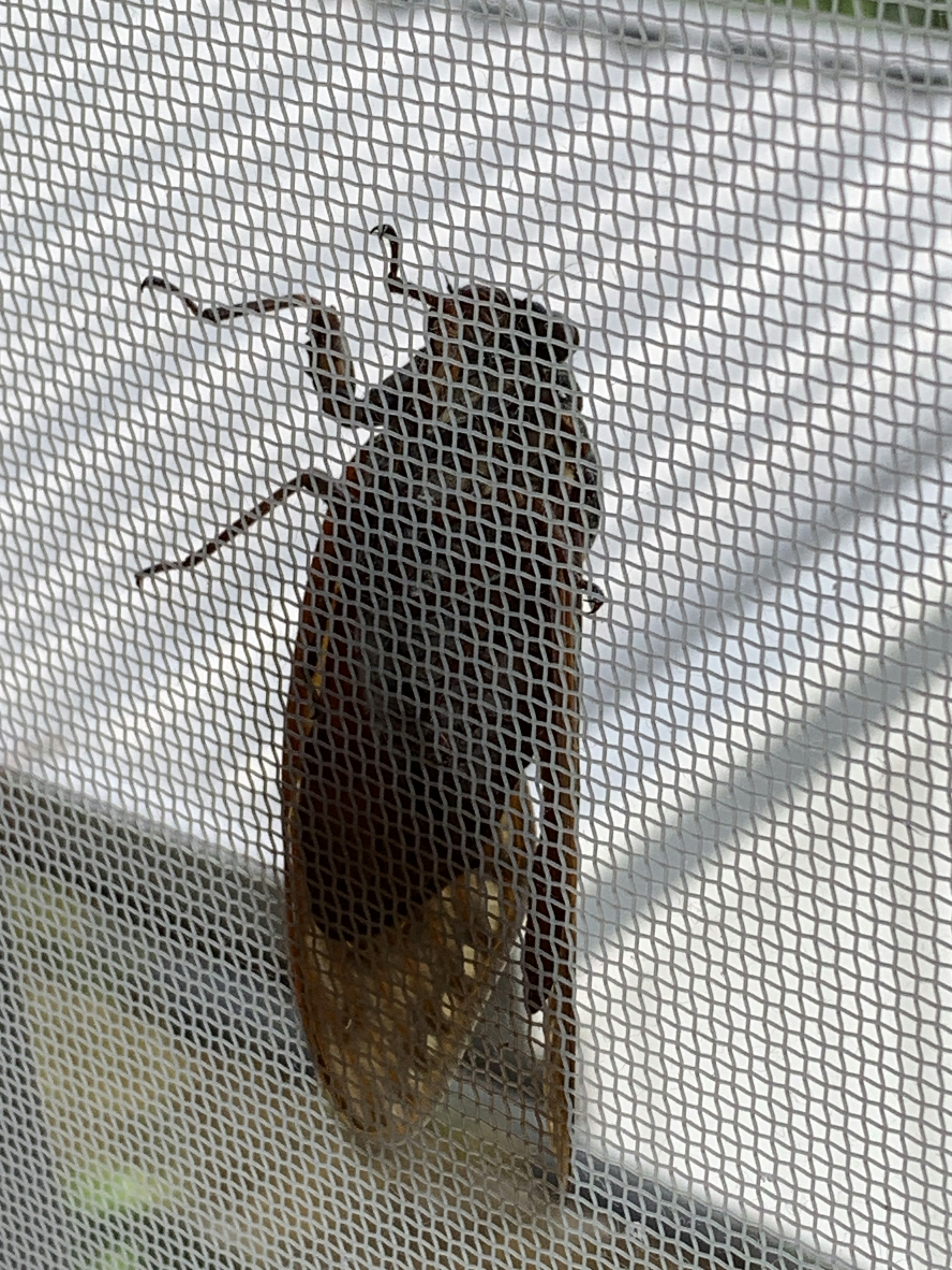 Silhouette of a cicada resting on a window screen