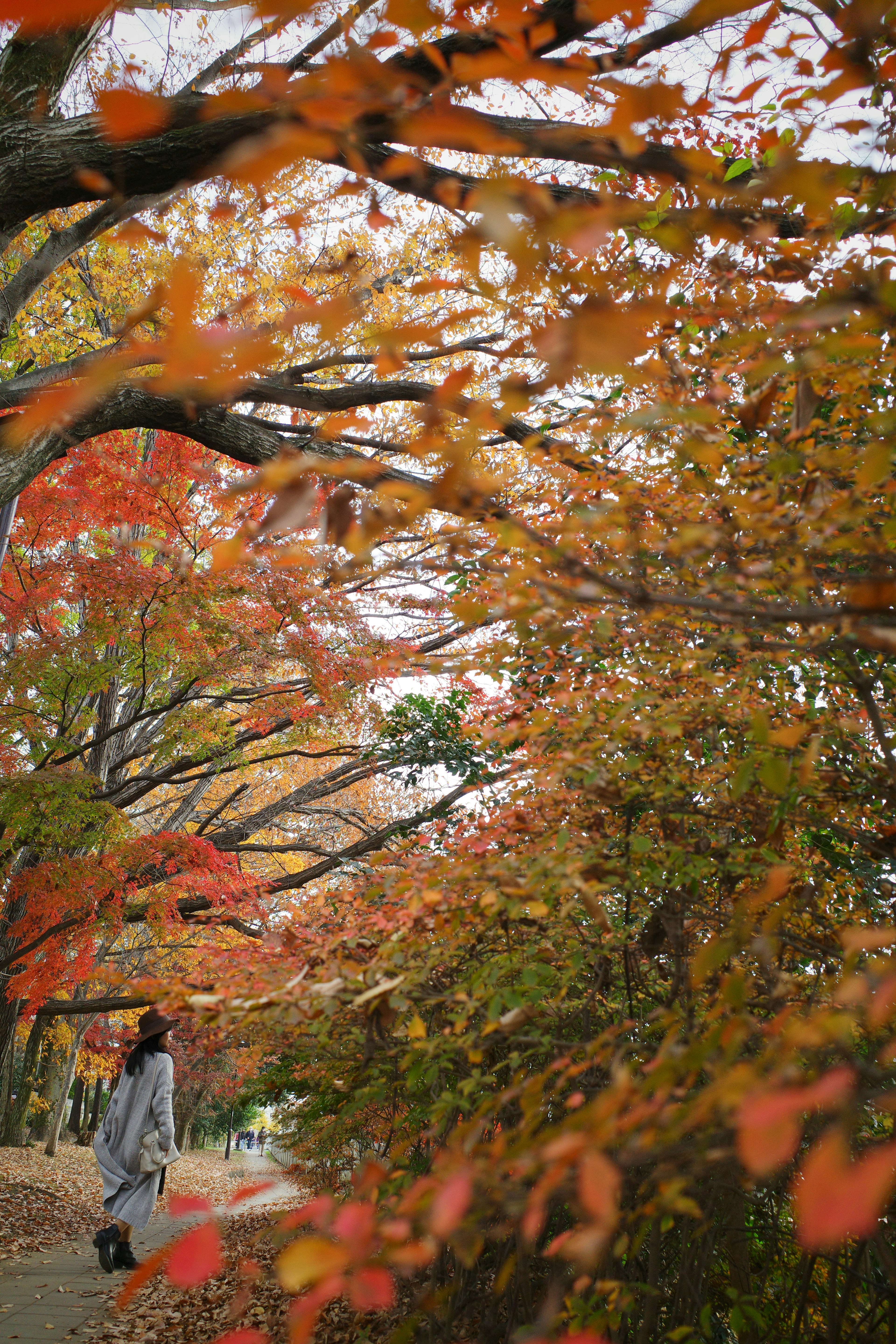 A woman walking along a park path surrounded by vibrant autumn foliage