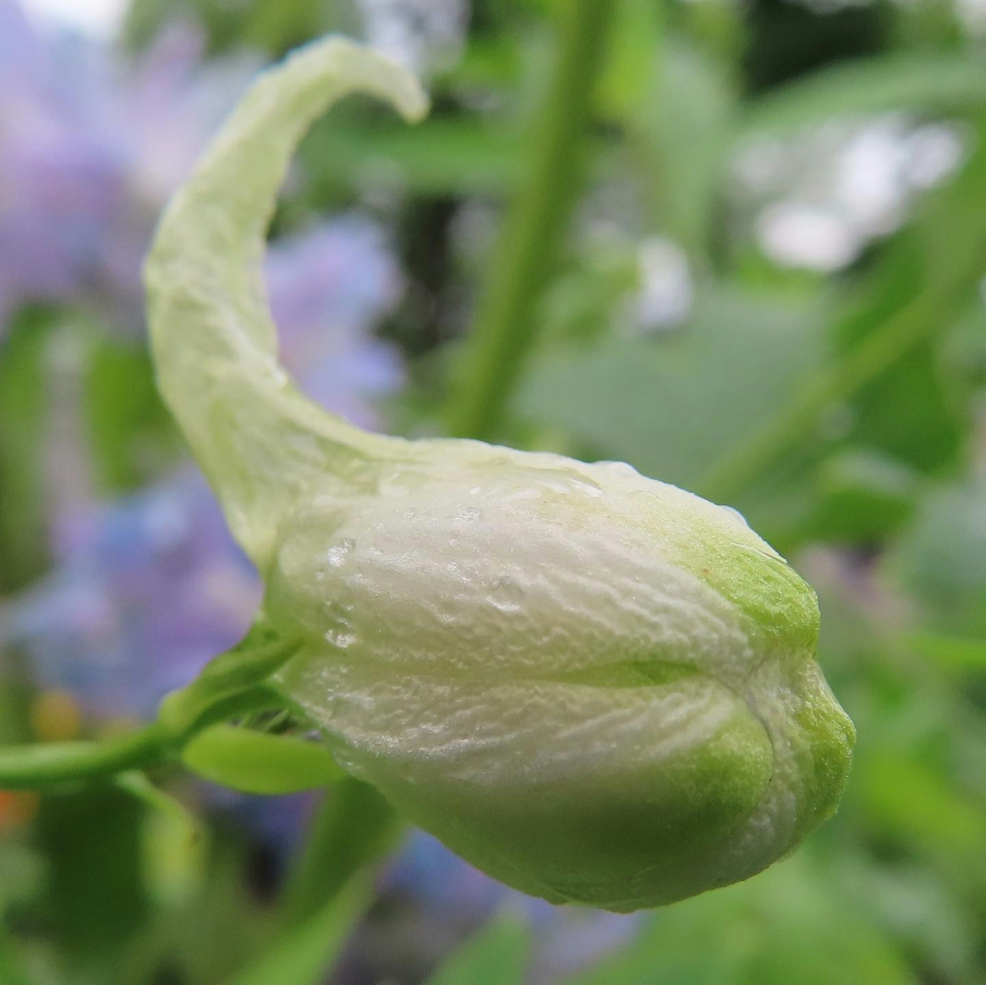 Un bouton de fleur blanc émergeant de feuilles vertes