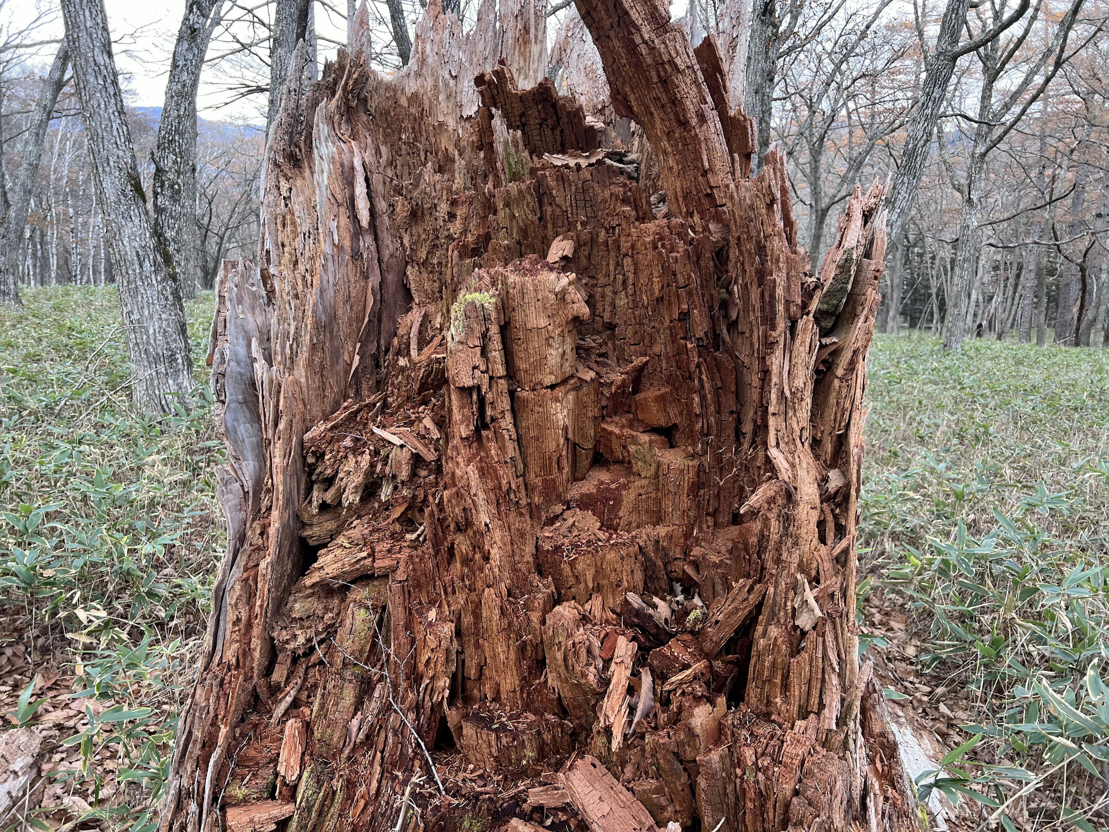 Primer plano de un tocón de árbol en descomposición con textura de madera expuesta