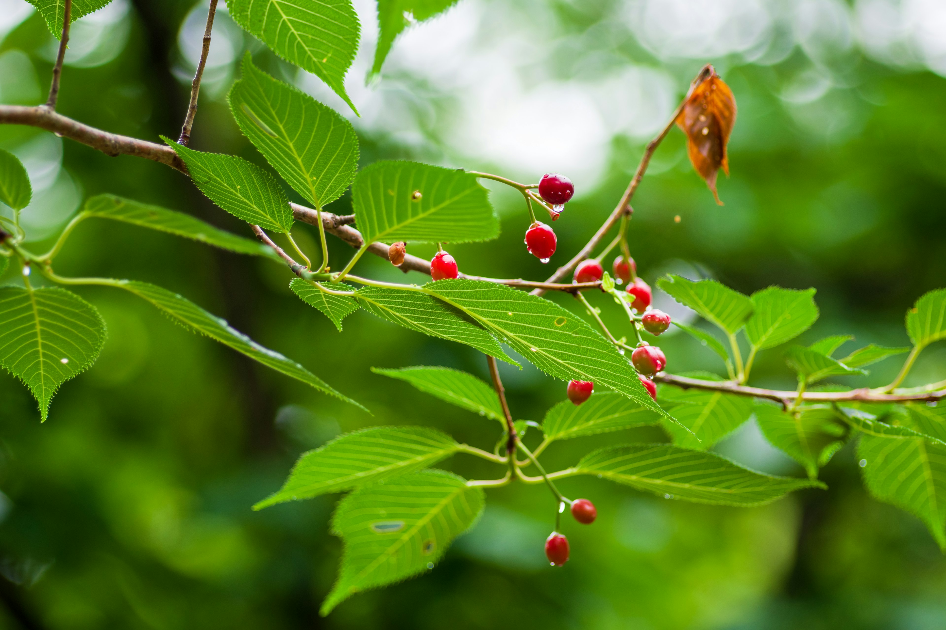 Close-up of a branch with green leaves and red berries