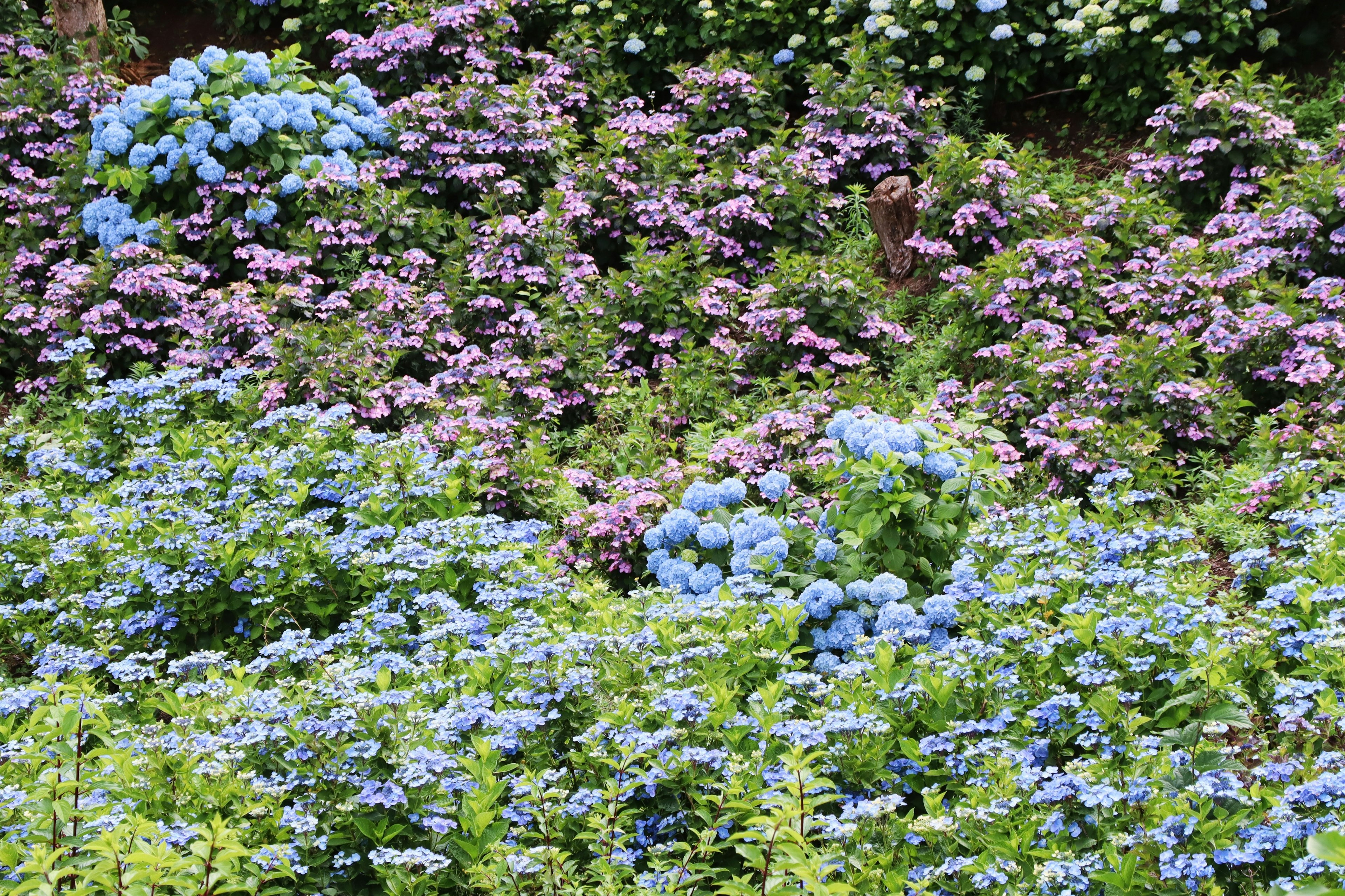 美麗的花園場景，盛開著藍色和紫色的花朵