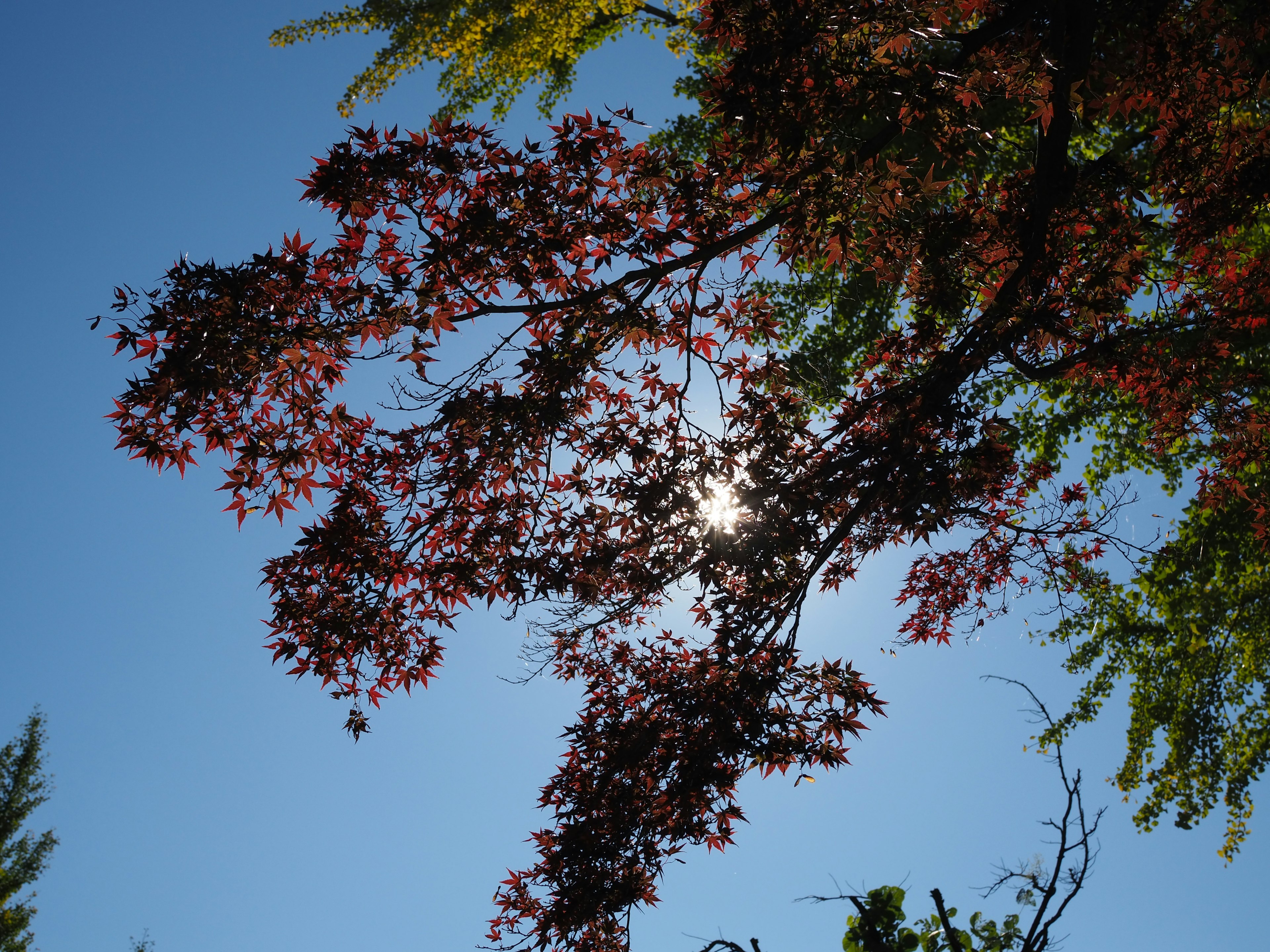 Colorful autumn leaves against a bright blue sky