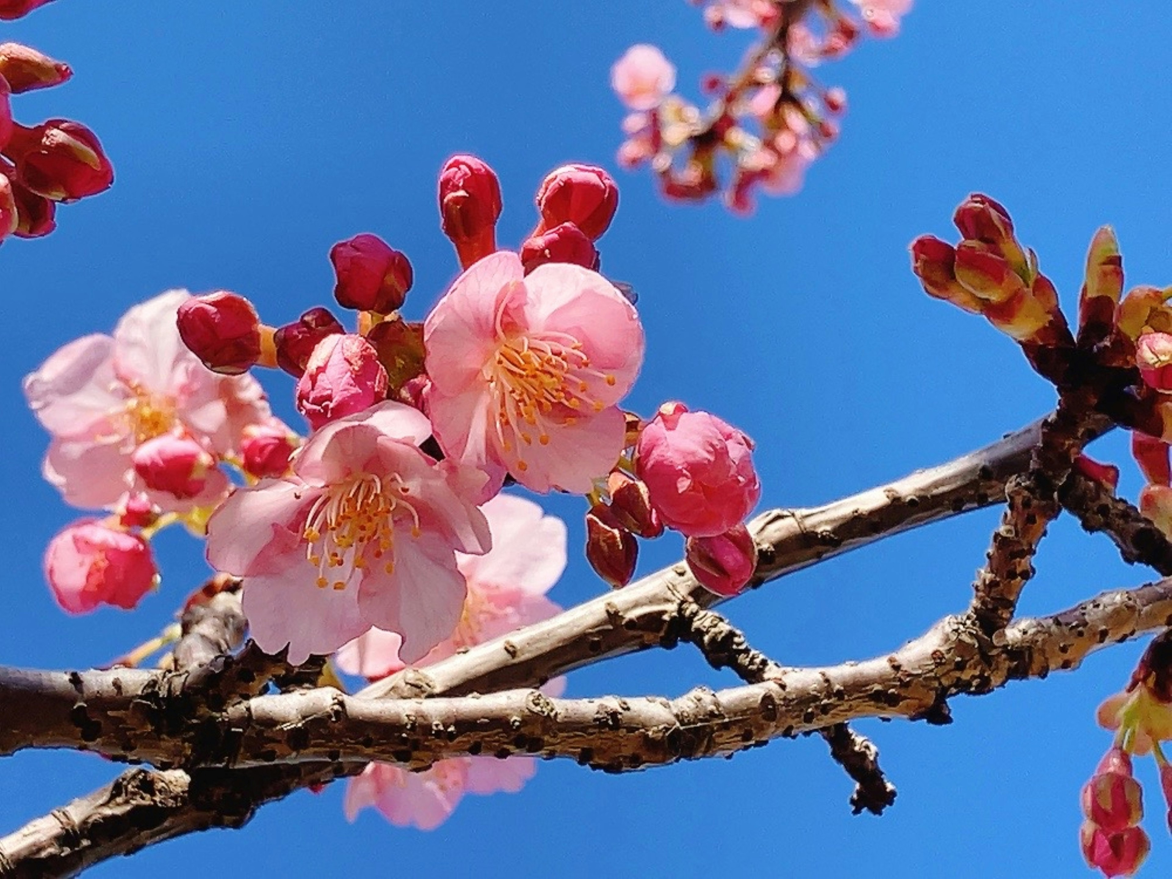 Fleurs de cerisier et bourgeons sur fond de ciel bleu