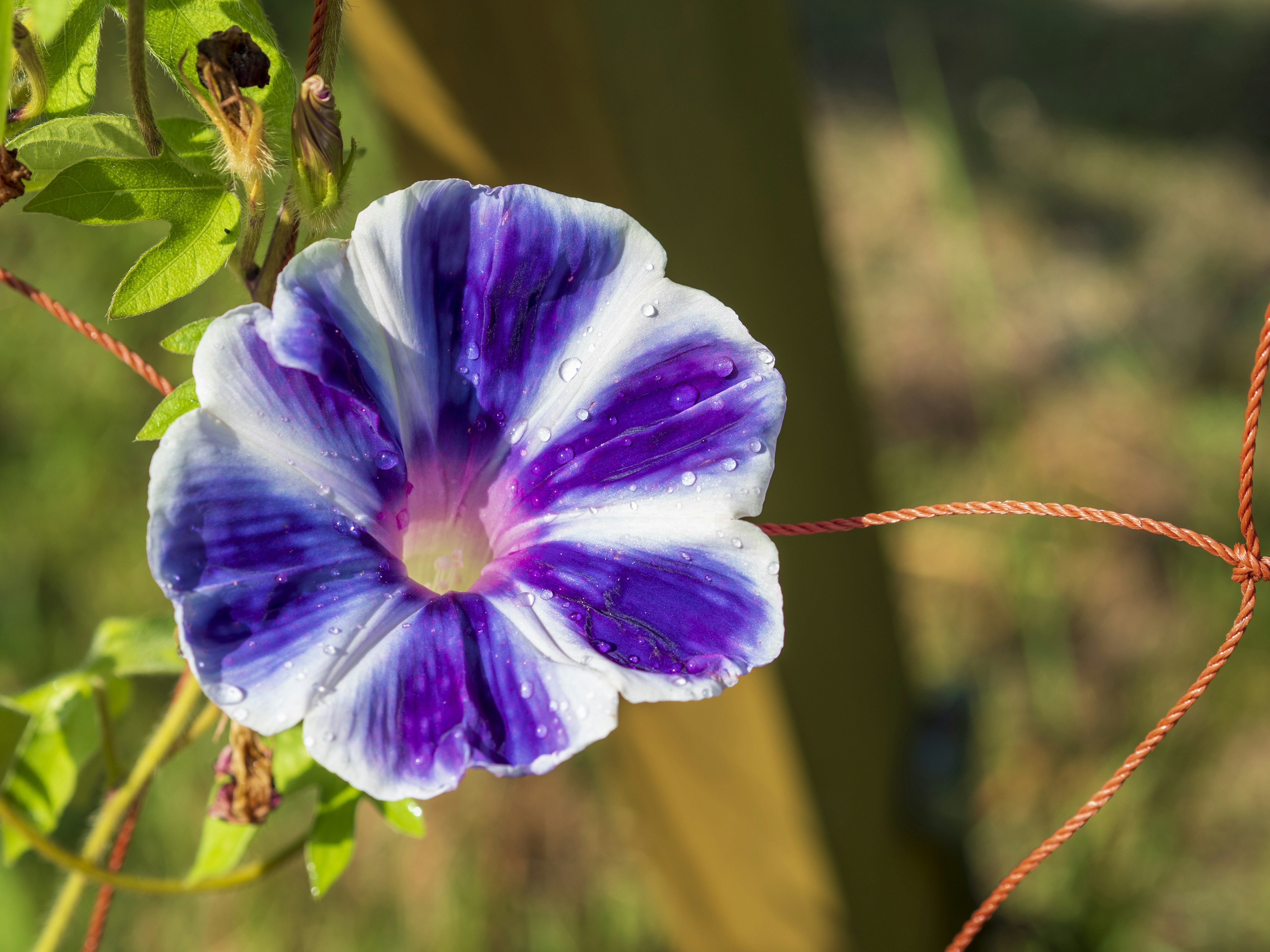 A purple and white morning glory flower blooming