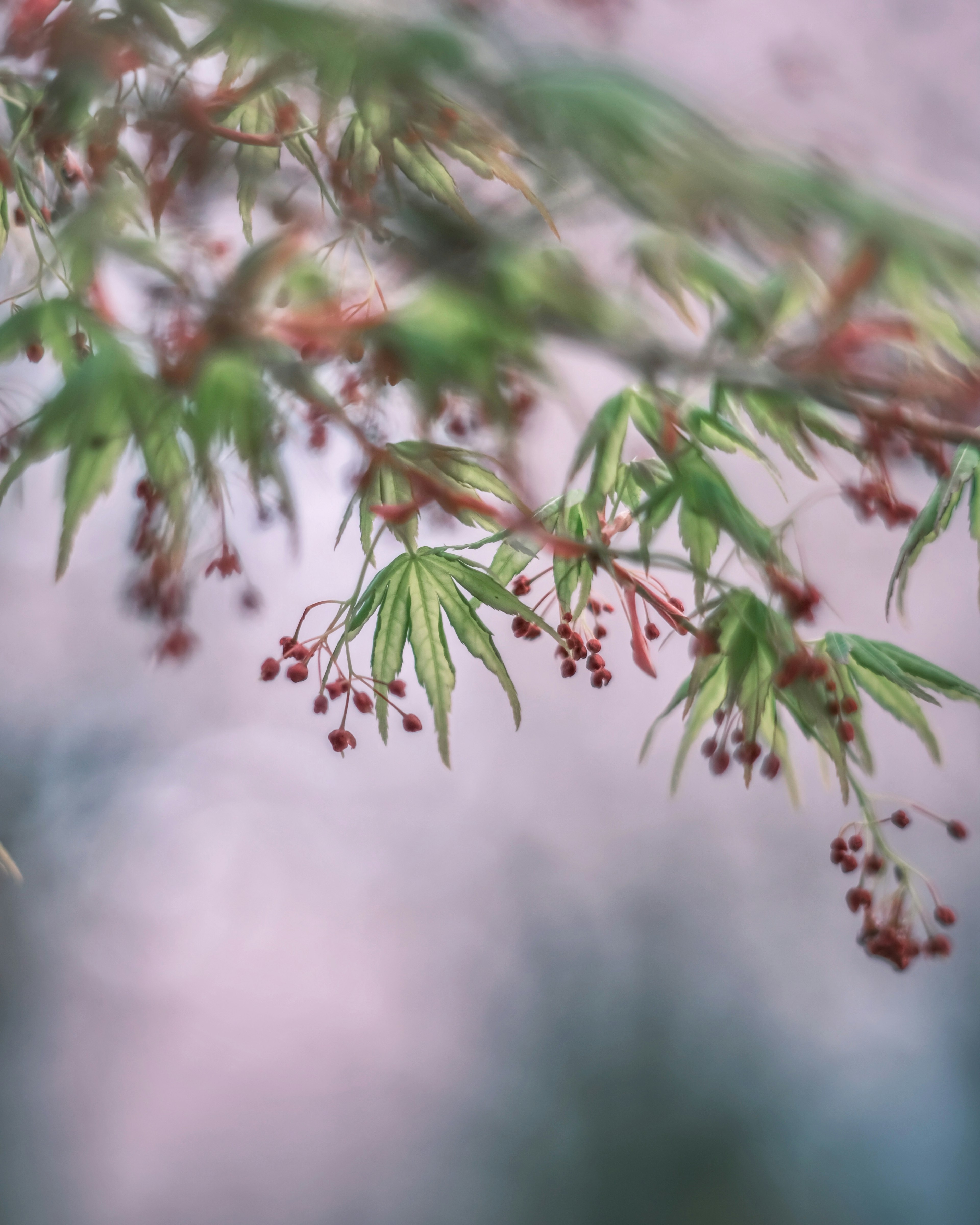 Hojas de arce de colores suaves con botones de flores rojas