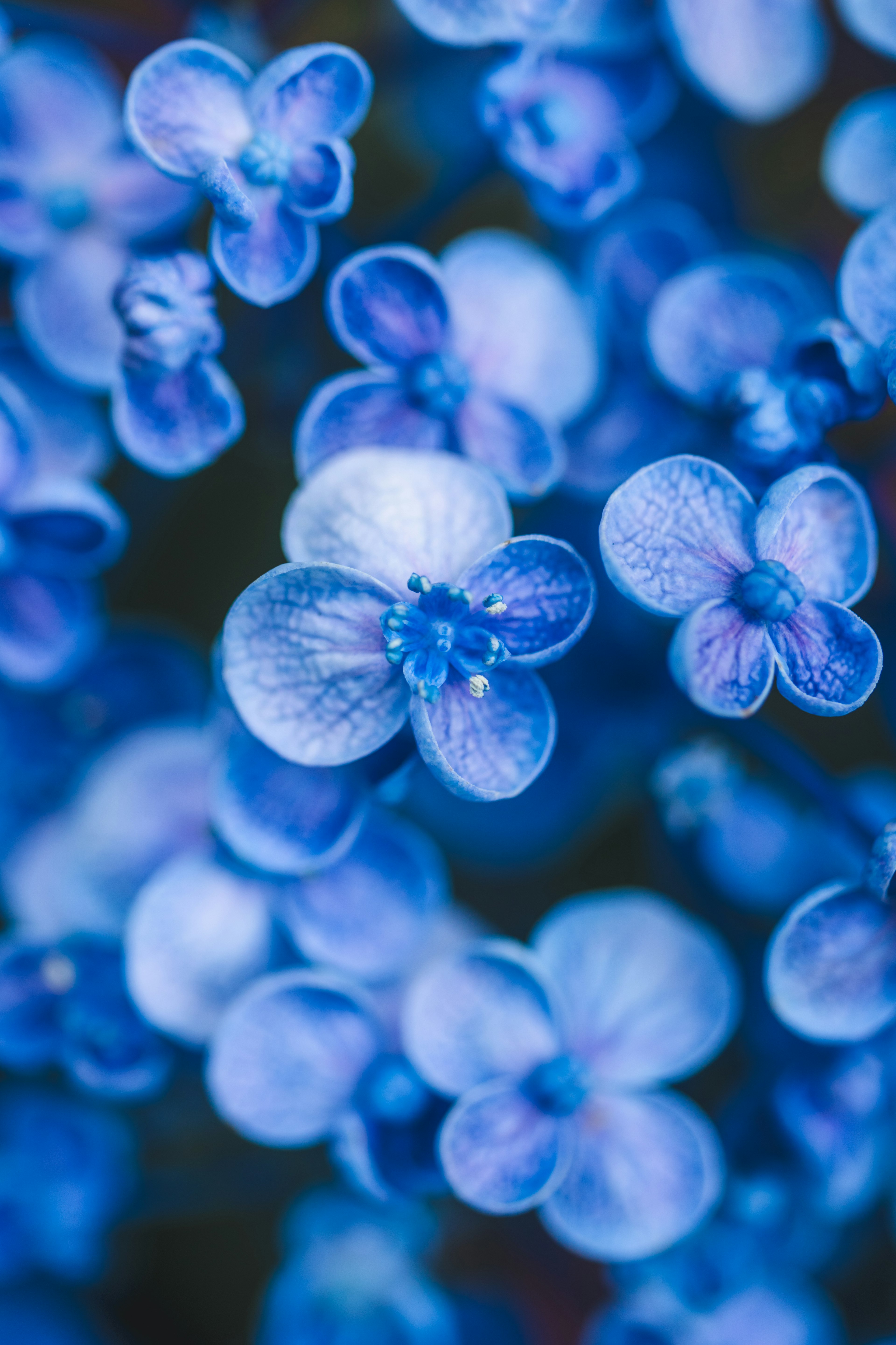 青い花のクローズアップ写真 複数の花びらと中心の青い部分が特徴