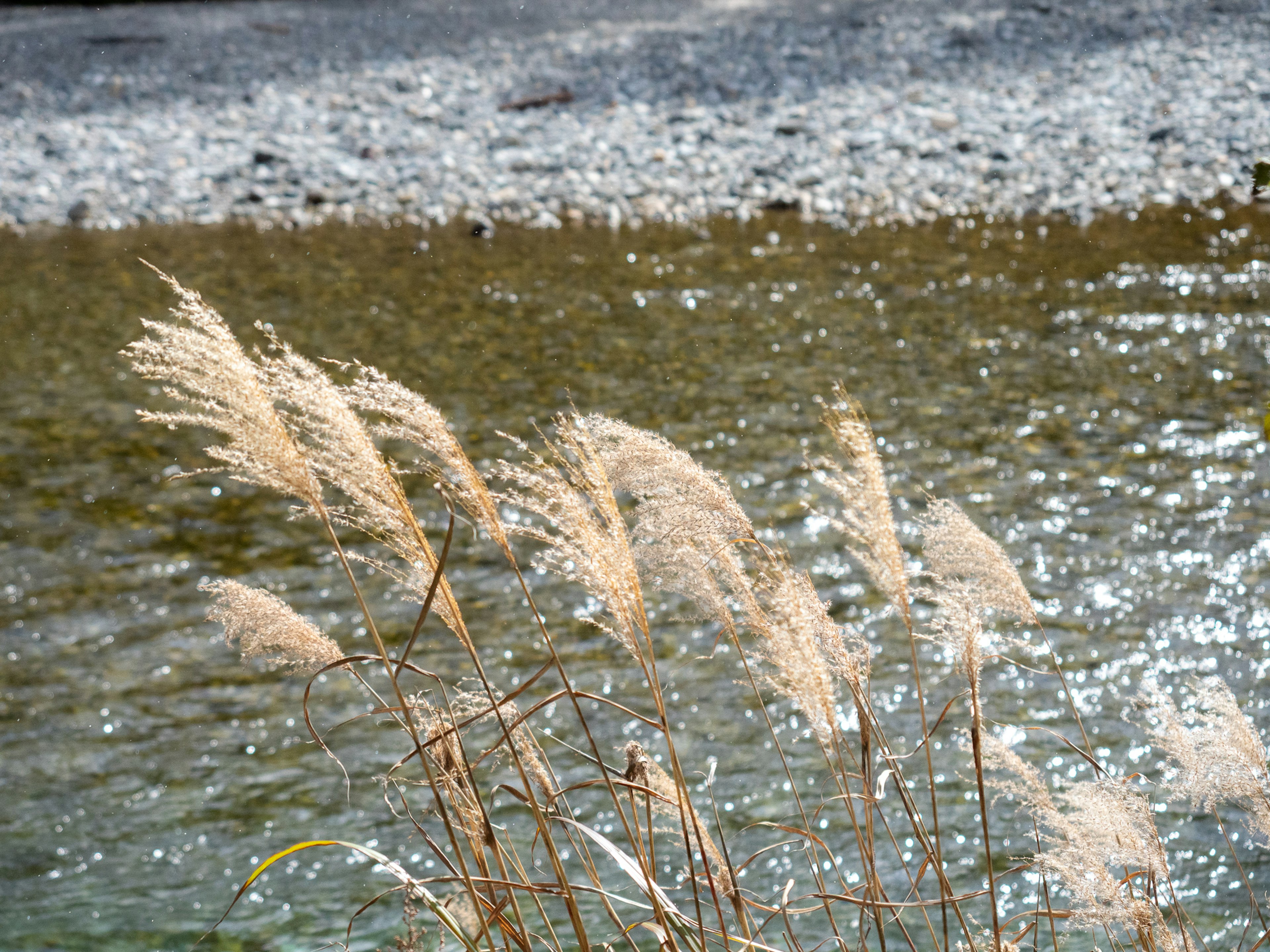 Fiori d'erba morbida lungo il bordo dell'acqua con superficie d'acqua scintillante