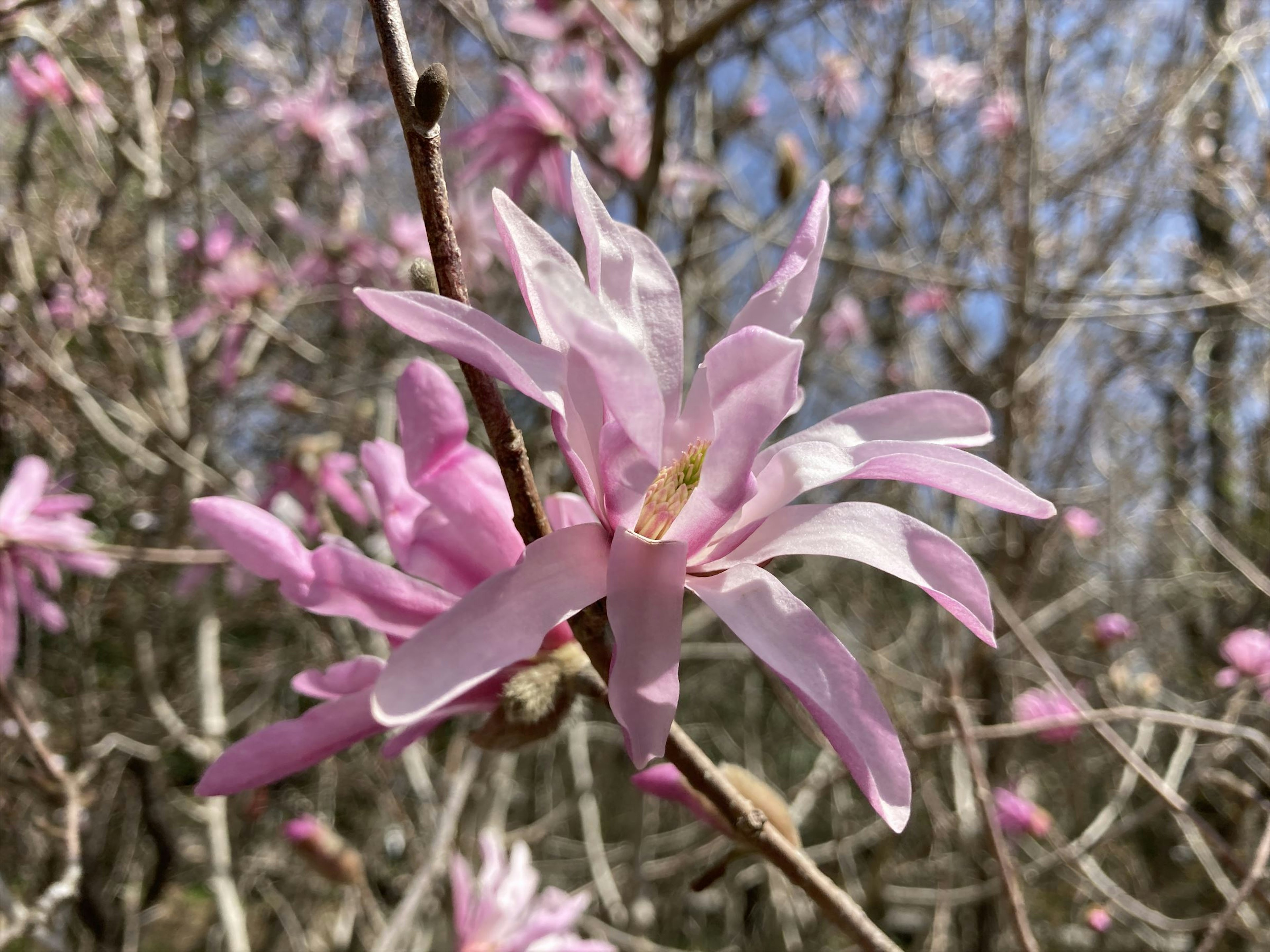 淡いピンクの花が咲く木の枝