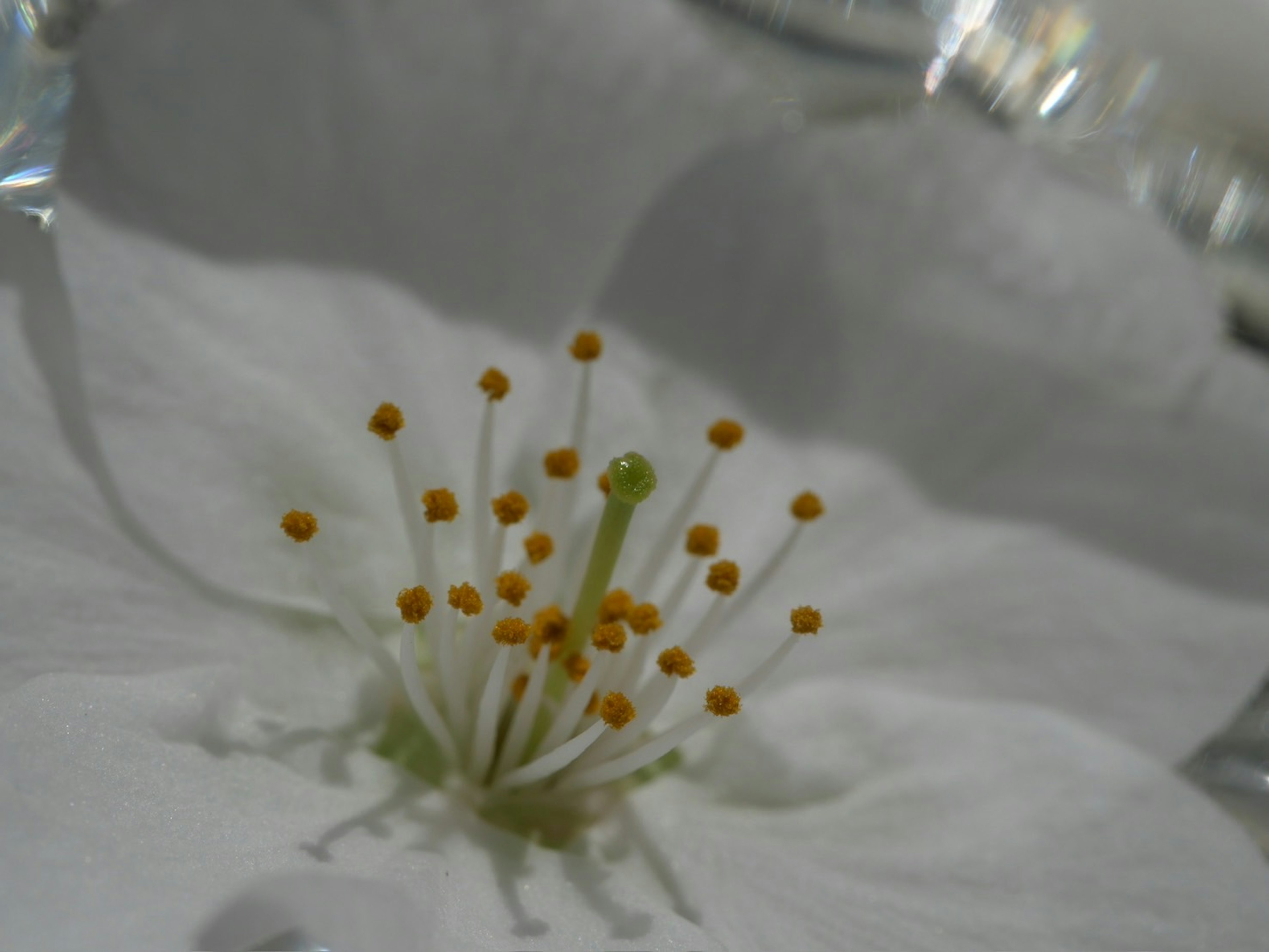 Gros plan d'une fleur blanche avec des étamines jaunes et un pistil vert