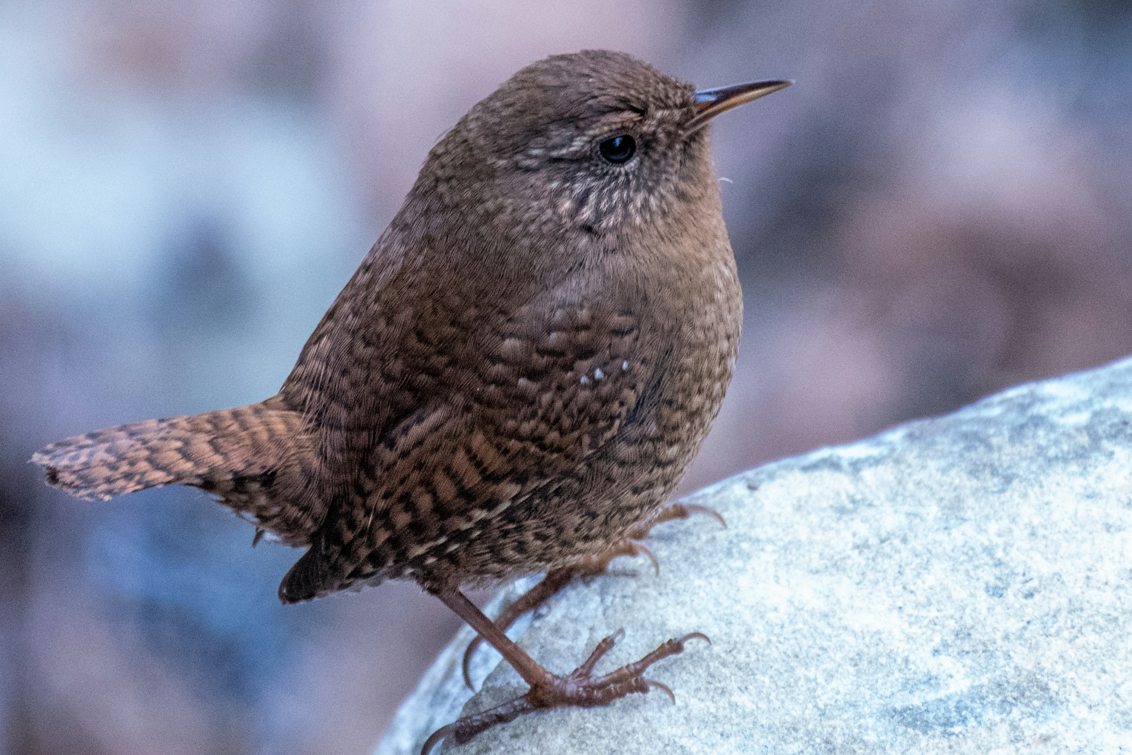 Ein kleiner brauner Vogel sitzt auf einem Stein