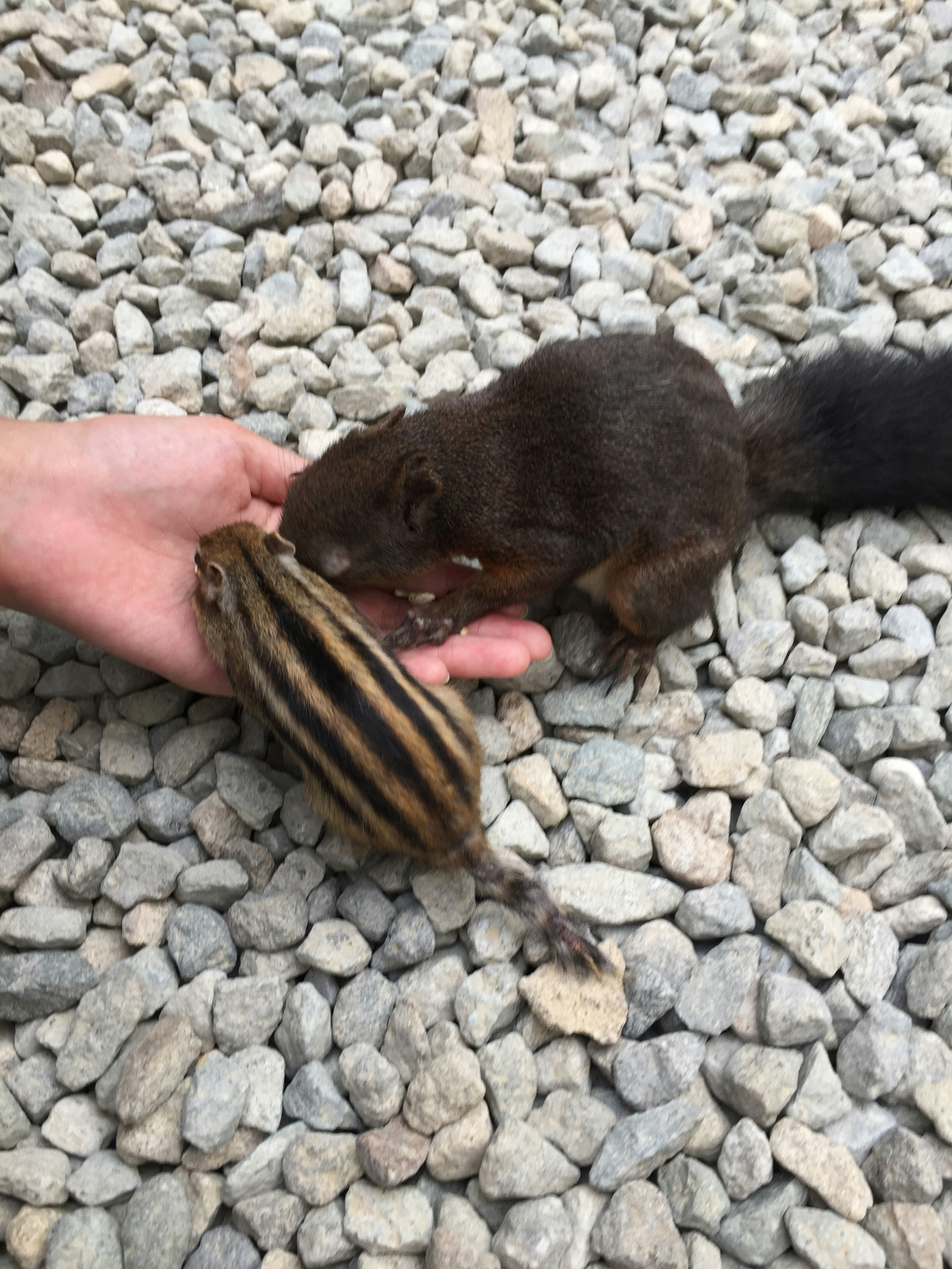 A squirrel and a striped chipmunk interacting on a hand