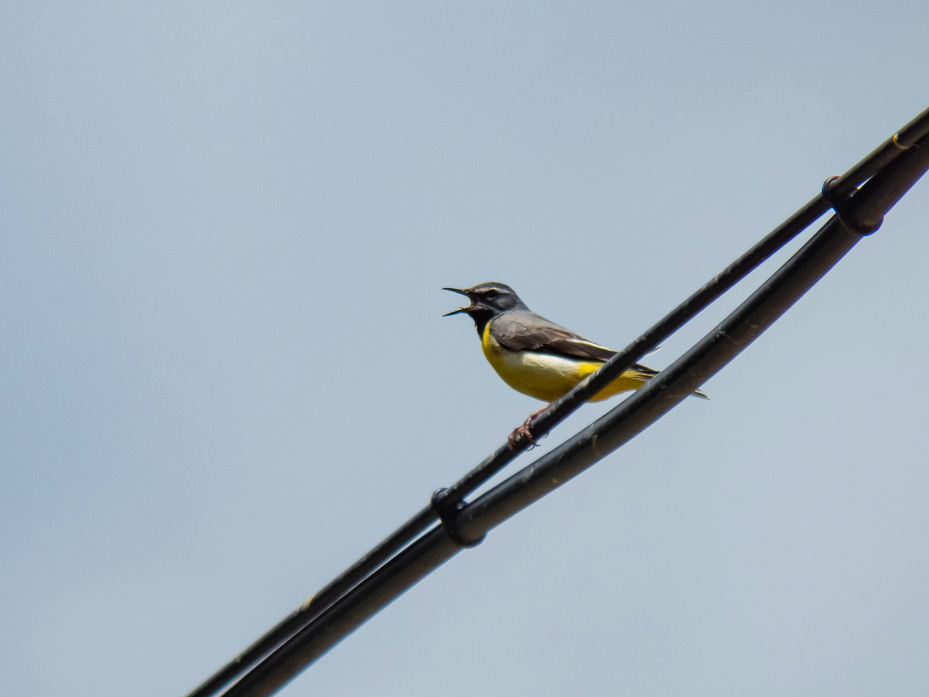 Un pájaro con el vientre amarillo posado en un cable cantando