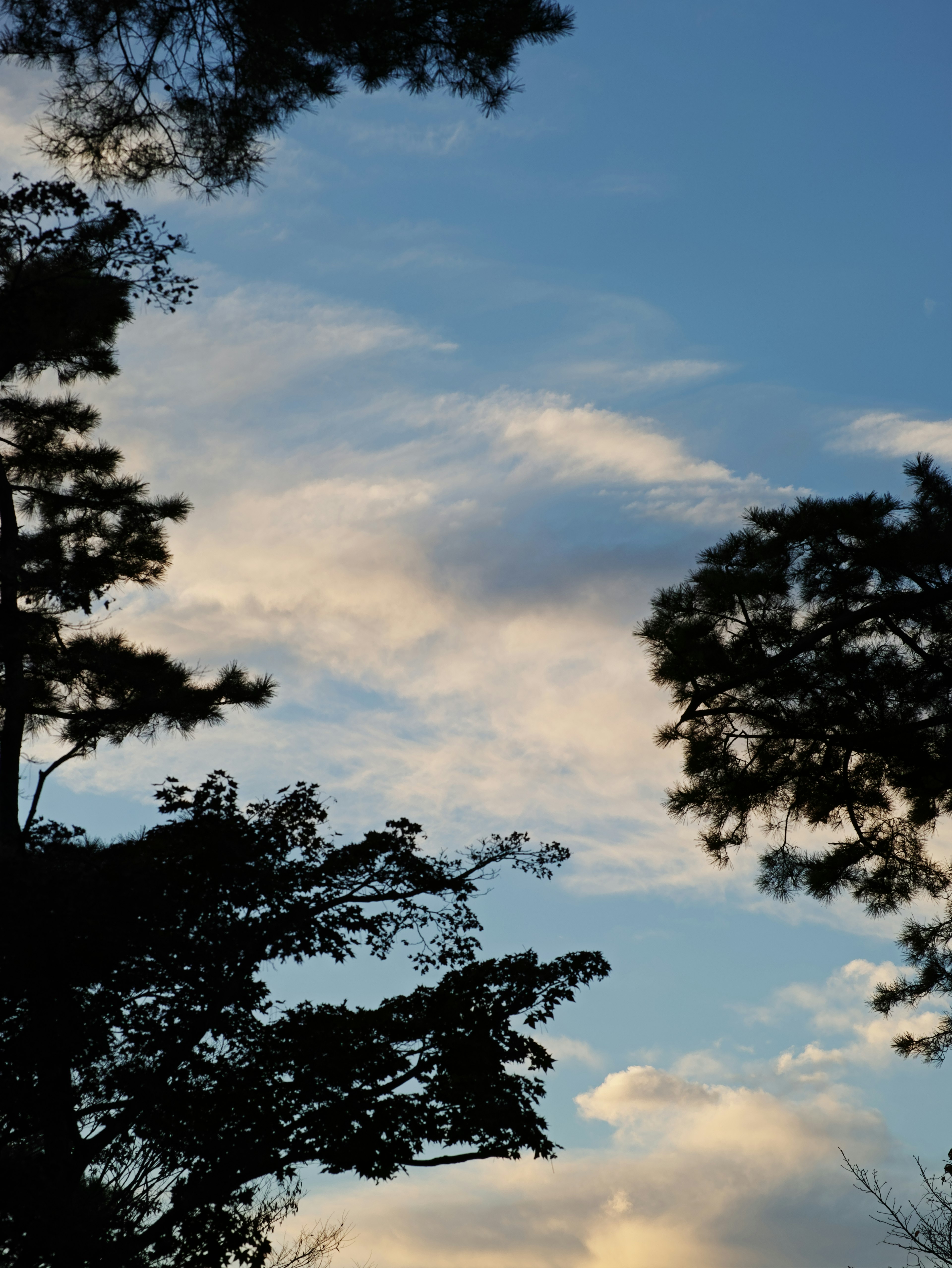 Silueta de árboles contra un fondo de cielo azul y nubes blancas