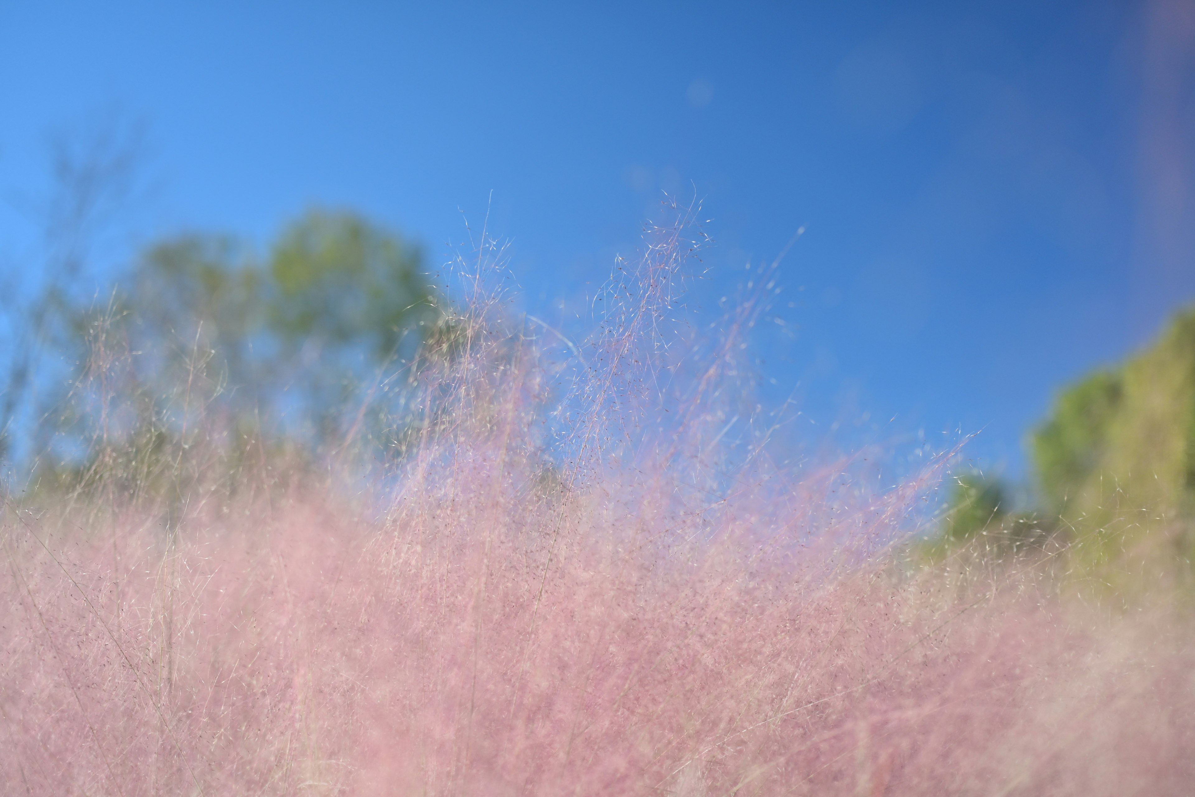 Prato rosa morbido contro un cielo blu