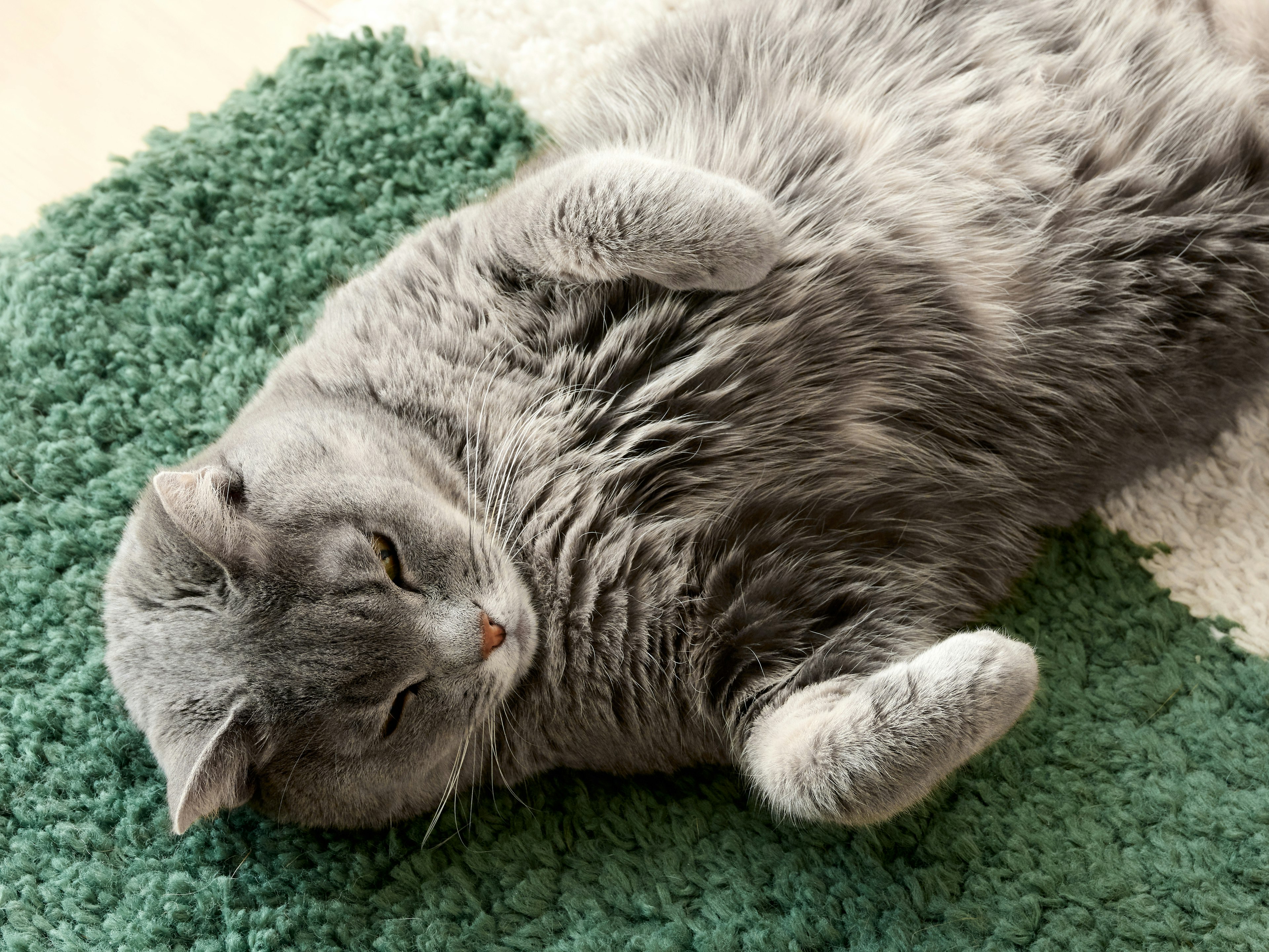 グレーの猫が緑のラグの上で横になっている