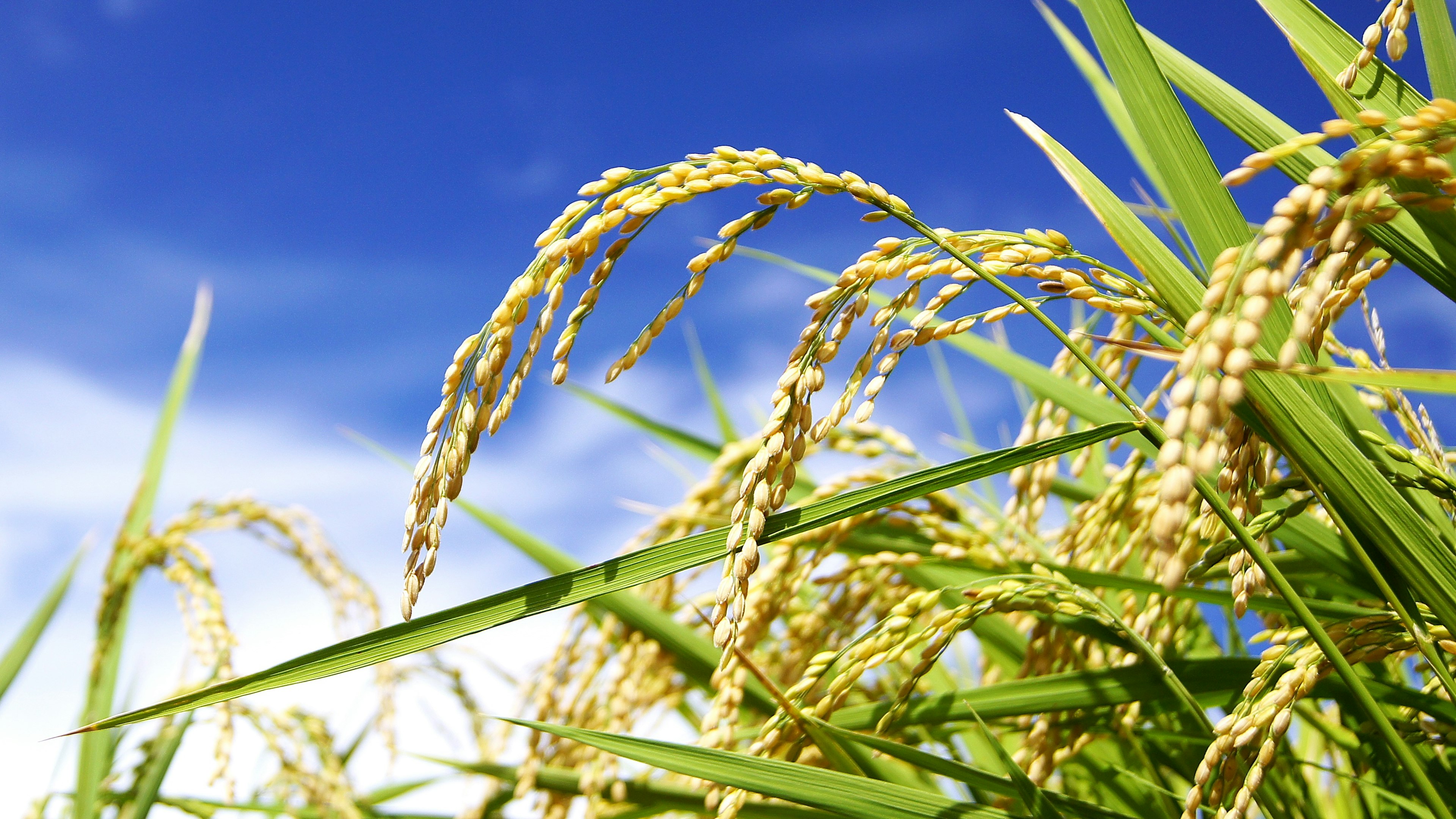 Close-up of rice grains swaying under a blue sky