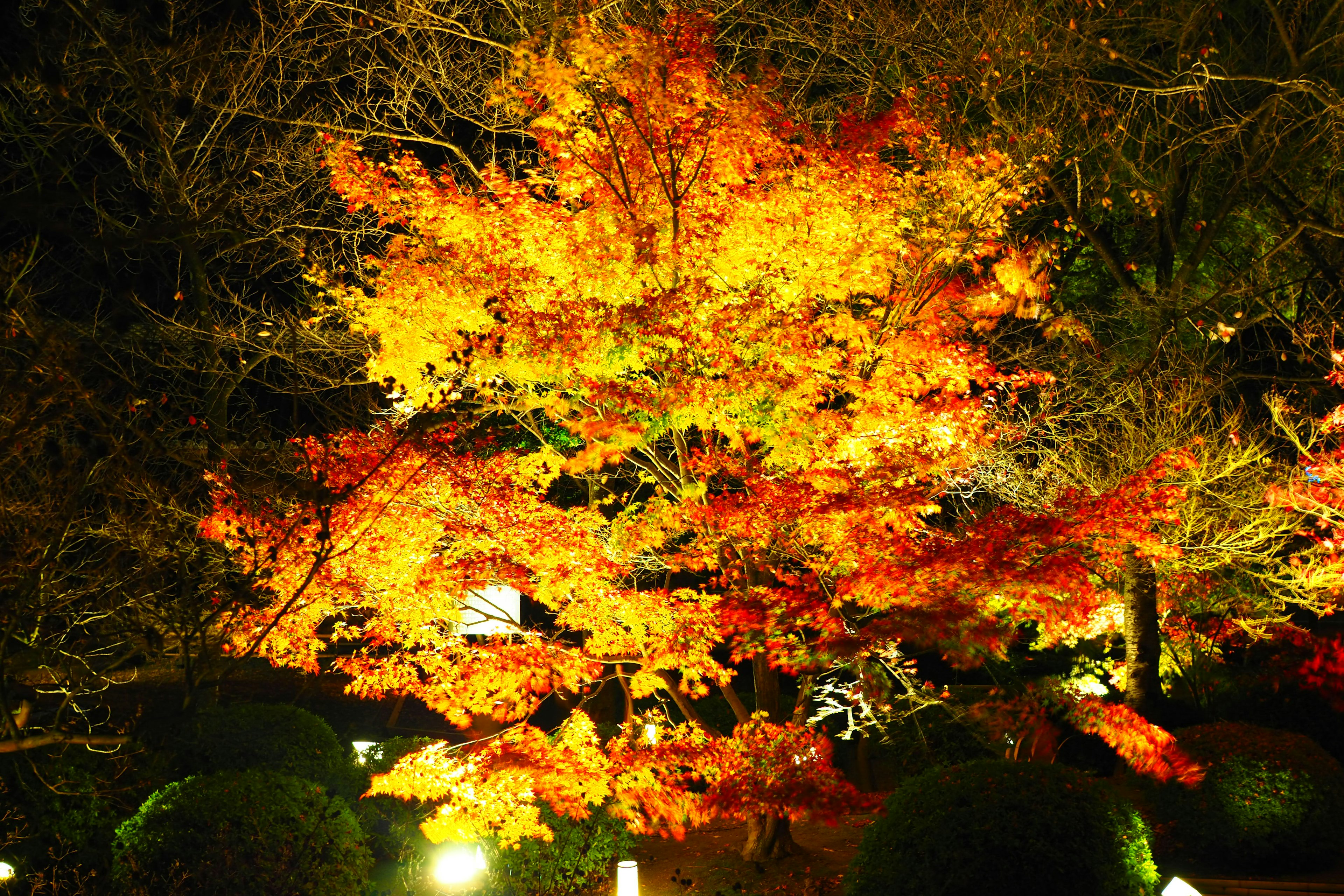 A beautiful night scene of a maple tree with autumn leaves illuminated by lights