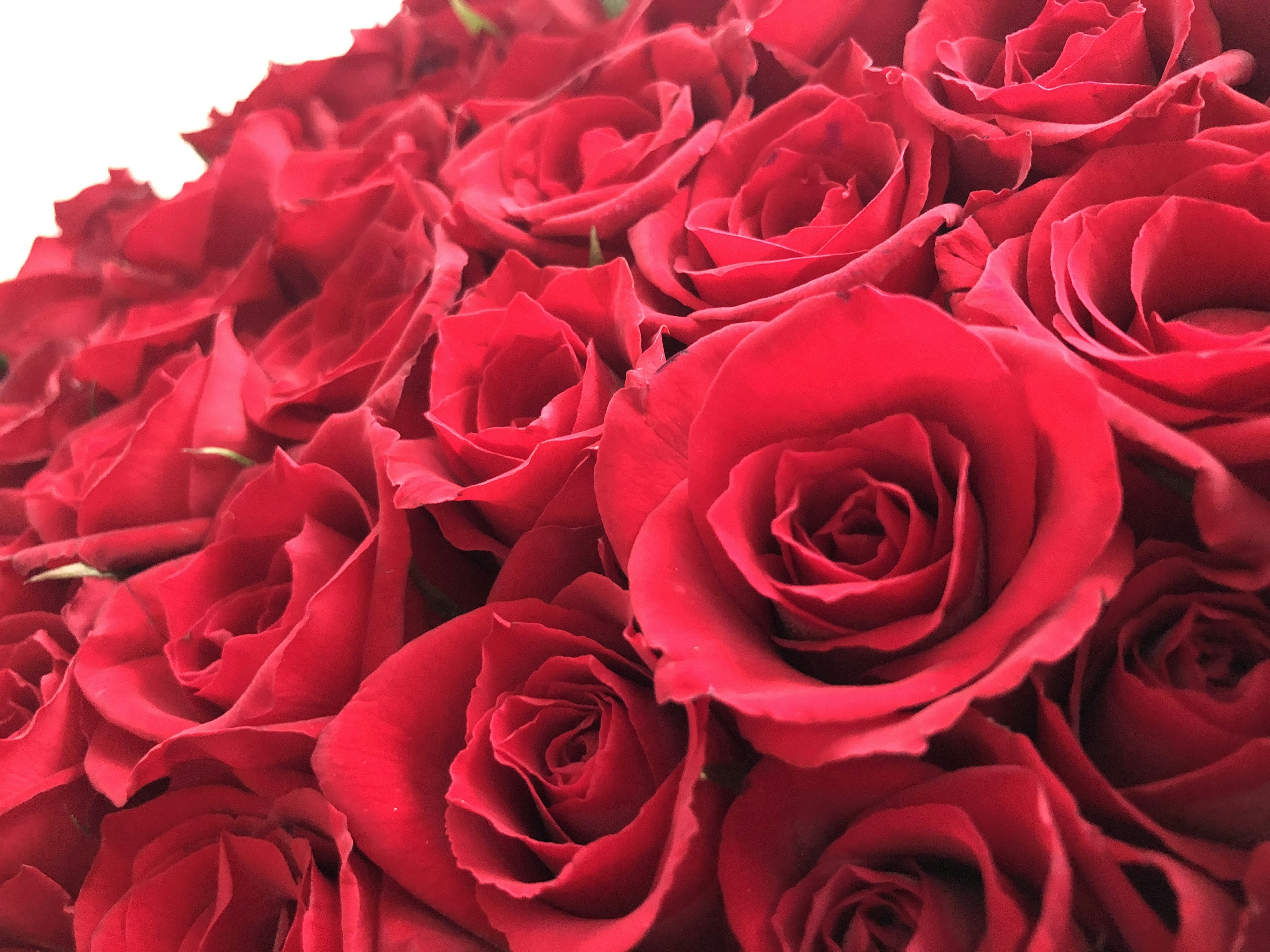 Primo piano di un mazzo di rose rosse con bellissimi petali e foglie verdi