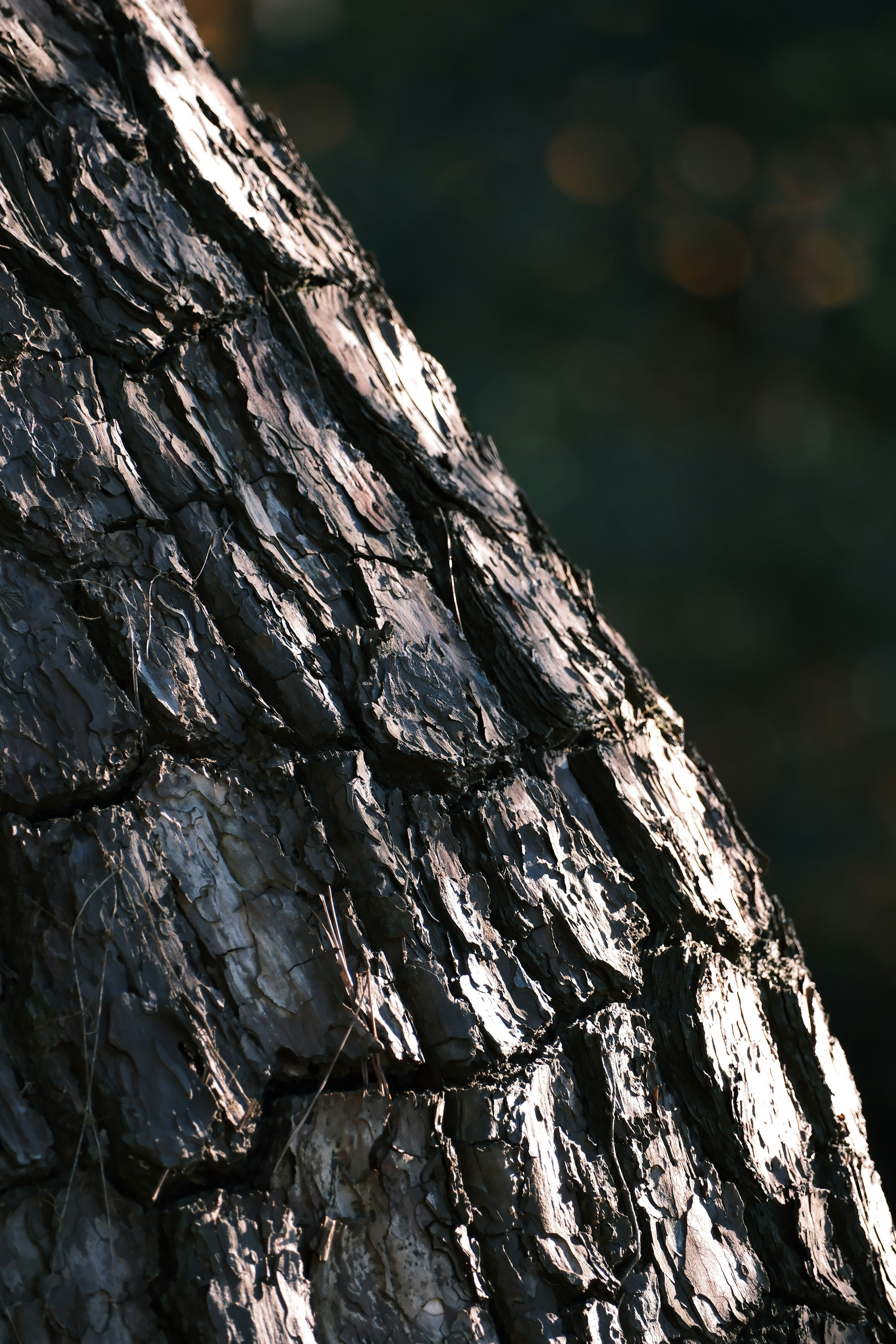 Close-up of tree bark showcasing intricate texture and shadows