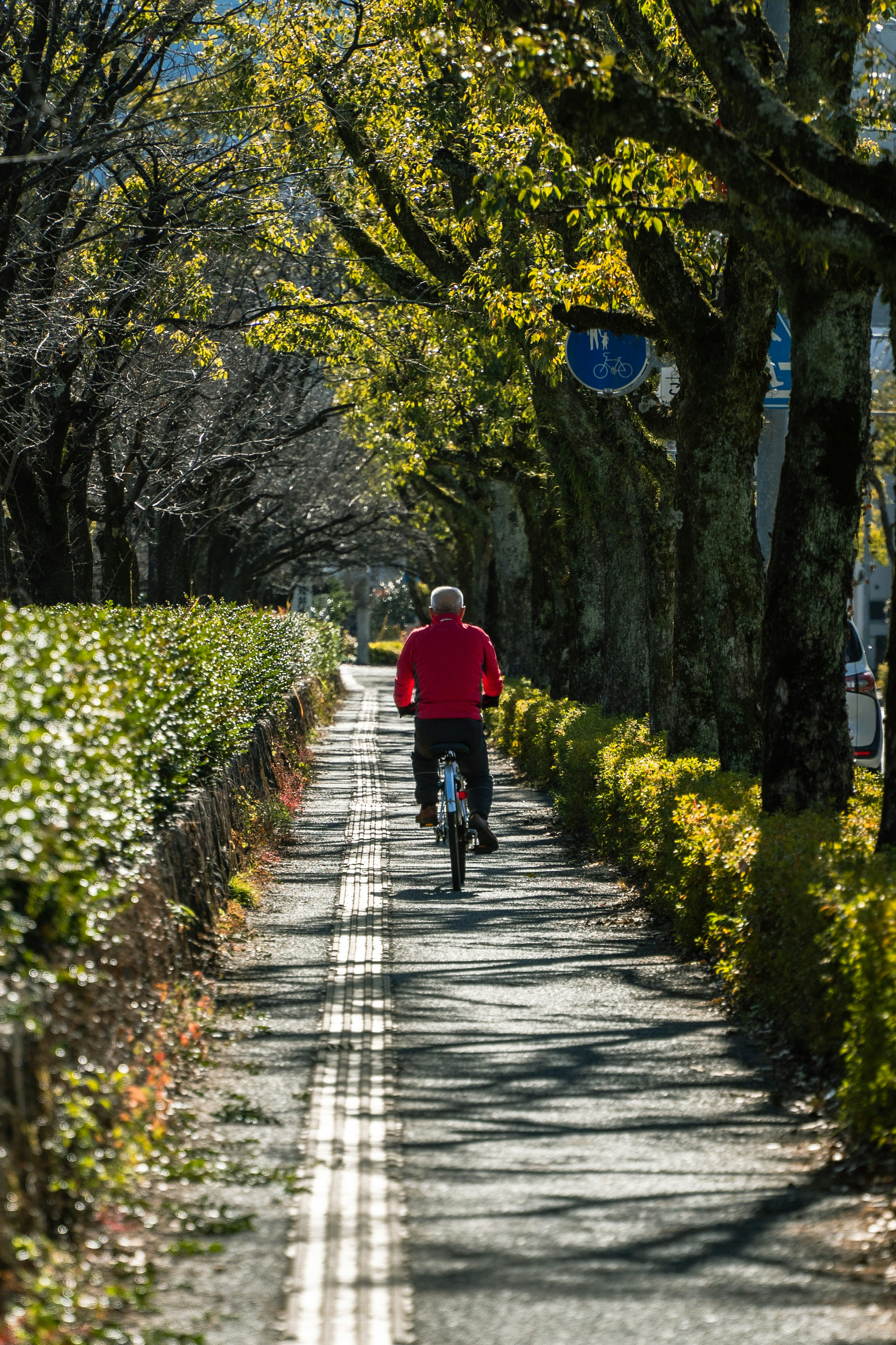 A person in a red jacket riding a bicycle along a tree-lined path