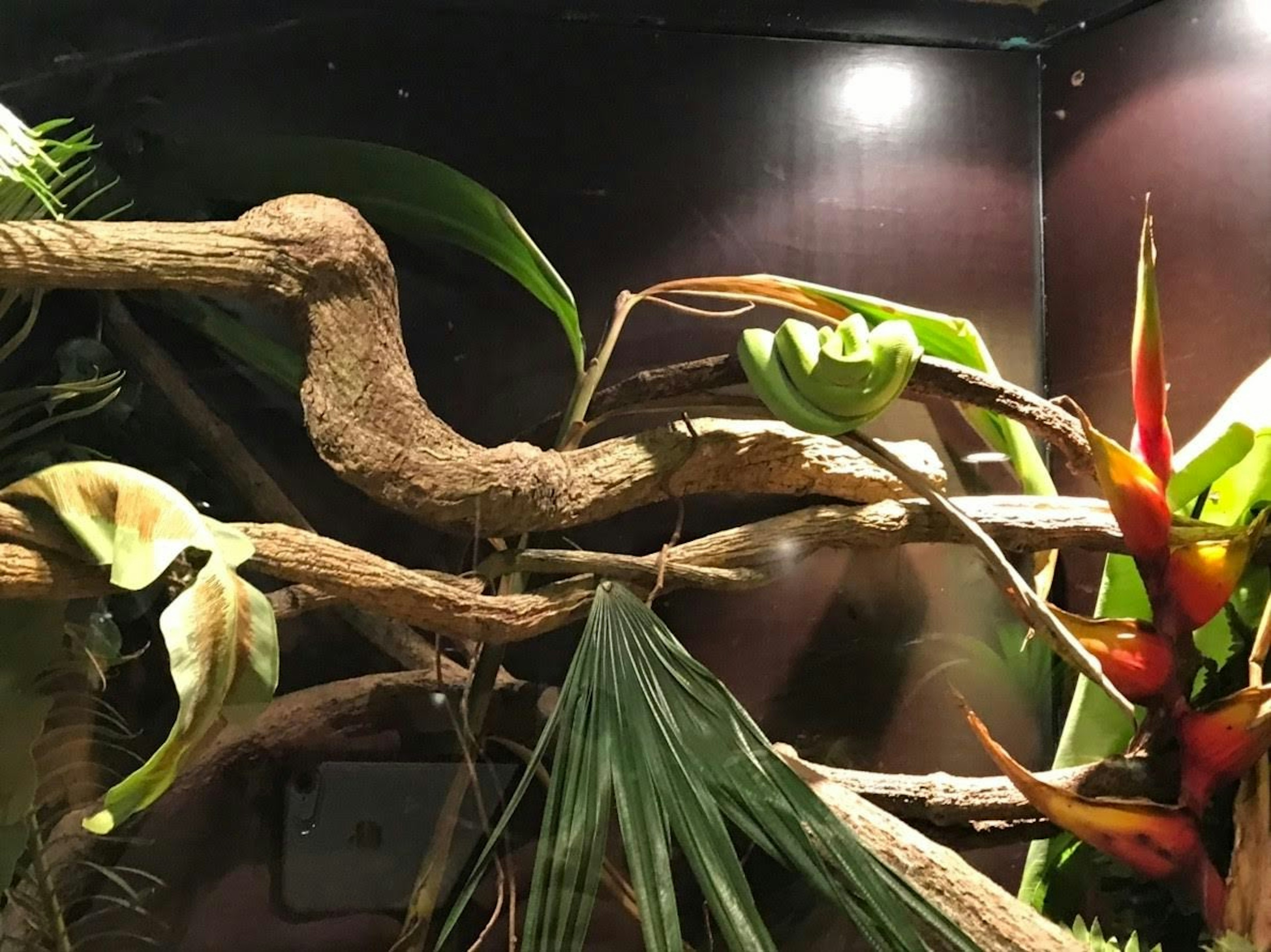 Environnement tropical avec des plantes colorées et des branches entrelacées