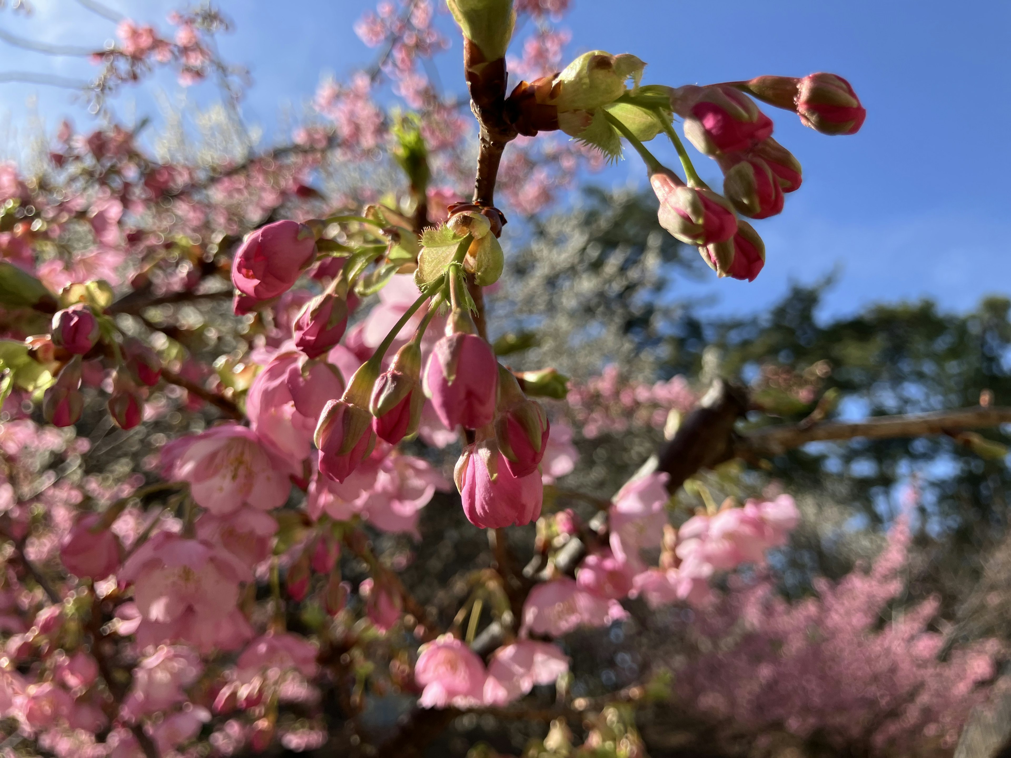 Boccioli e fiori di ciliegio che fioriscono sotto un cielo blu chiaro