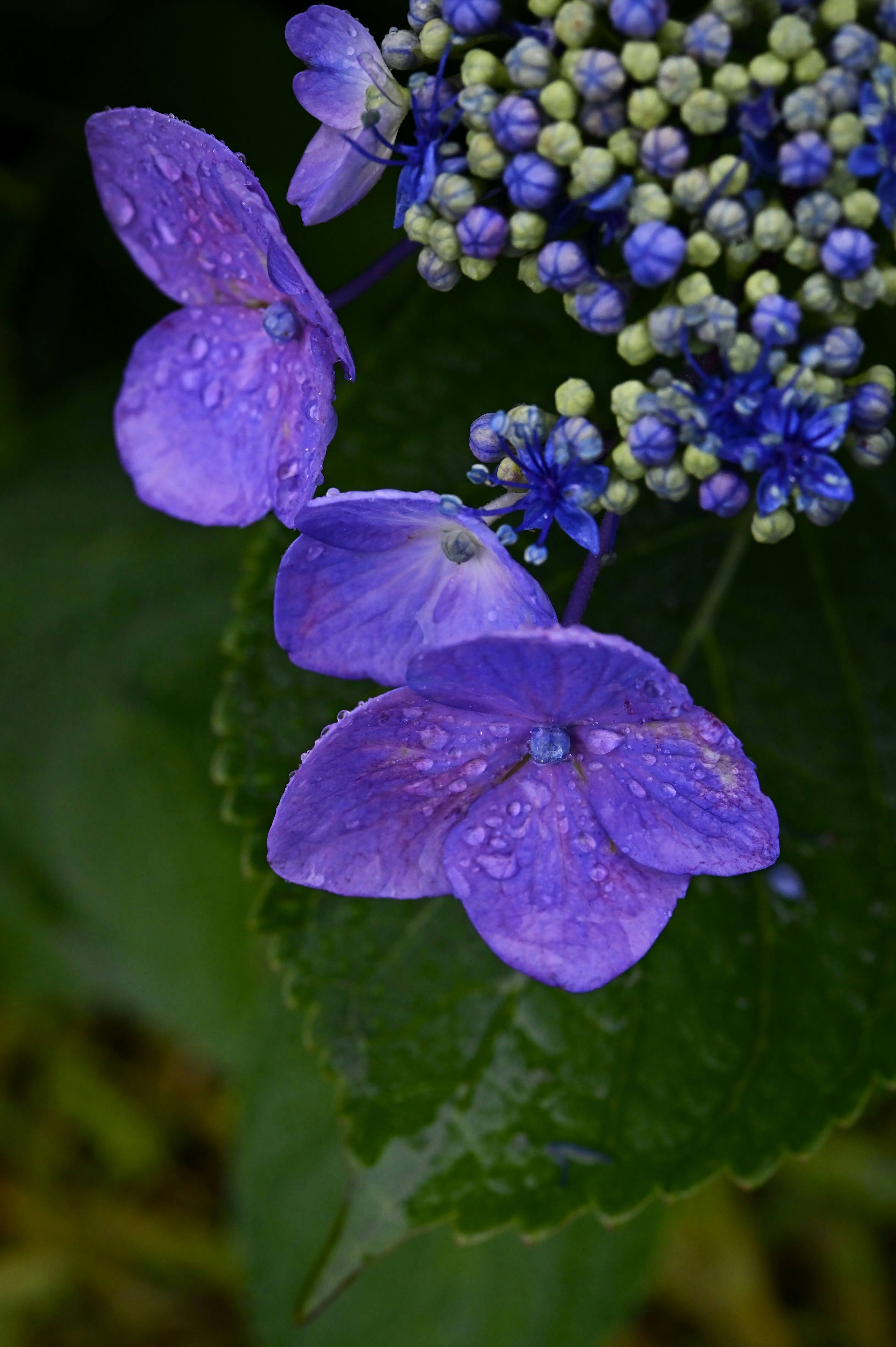 Close-up image of purple hydrangea flowers with green leaves