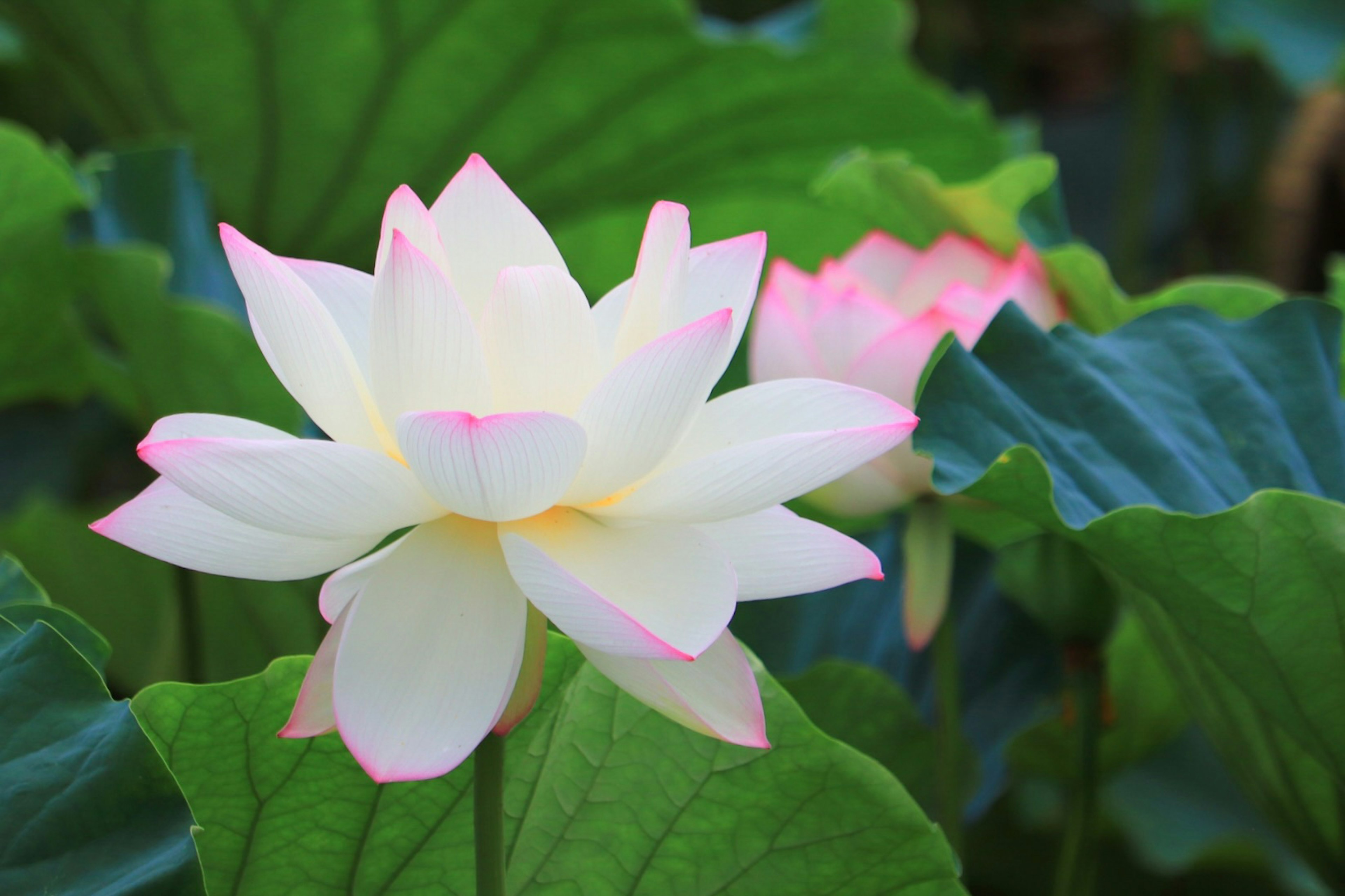 White lotus flower with pink tips surrounded by green leaves